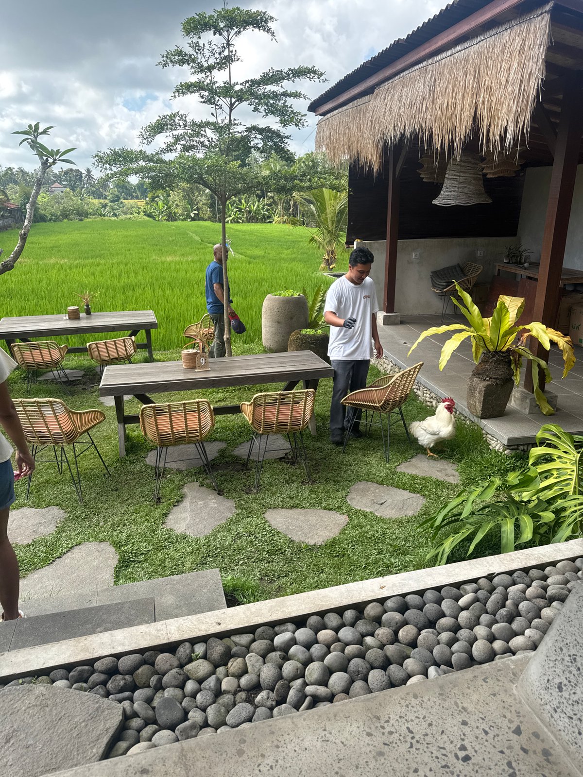 Rooster investigates offerings beside Tegallalang rice terrace café