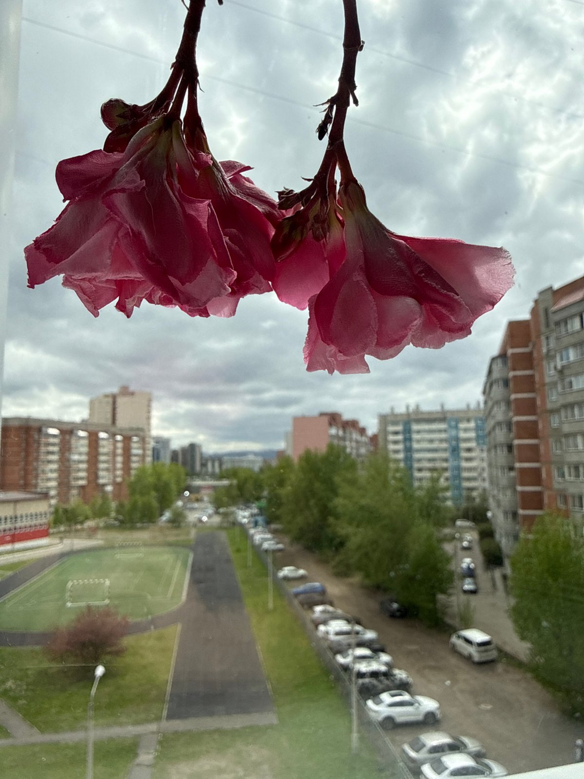 Morning window view captures Krasnoyarsk cityscape with flower