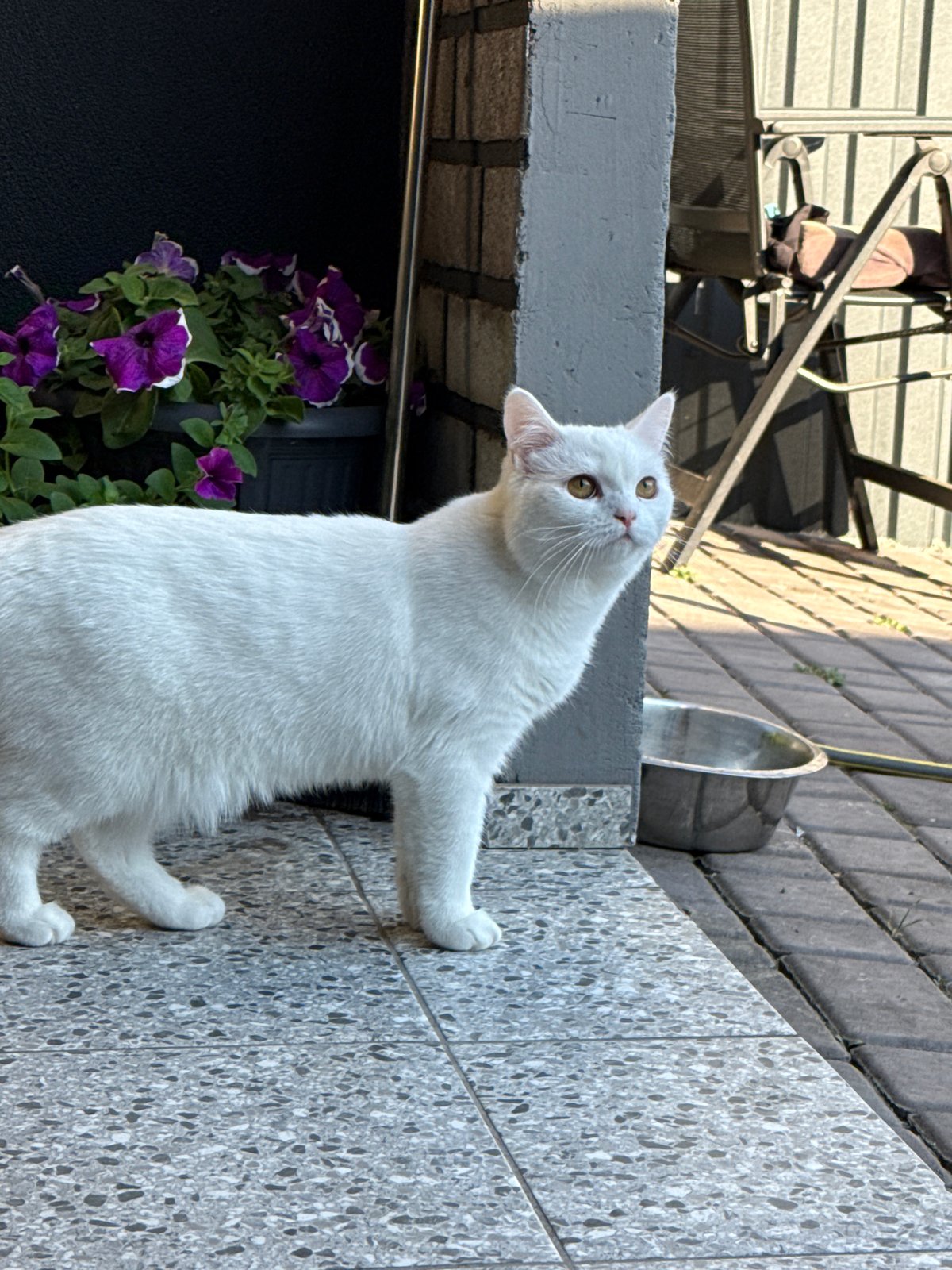 White cat poses and lounges across several outdoor ledges