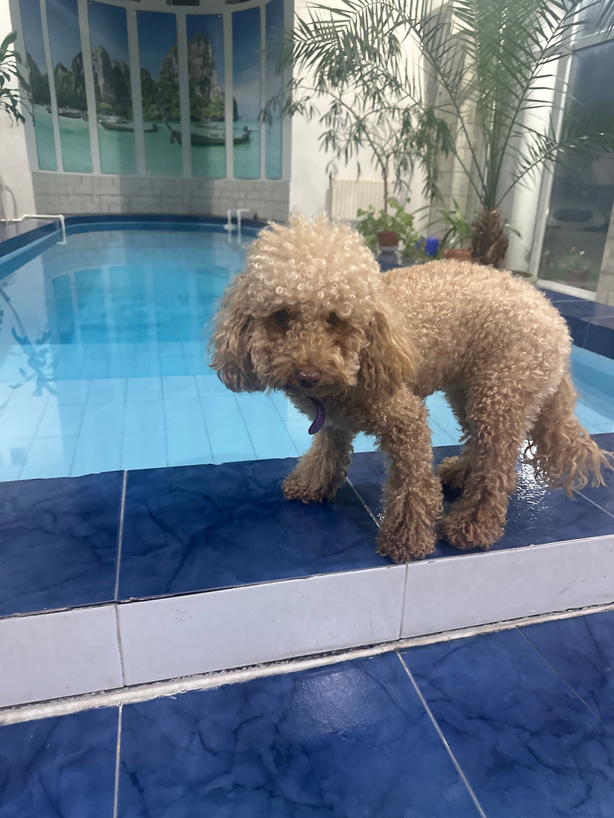 Poodle spends afternoon by indoor pool in Armavir