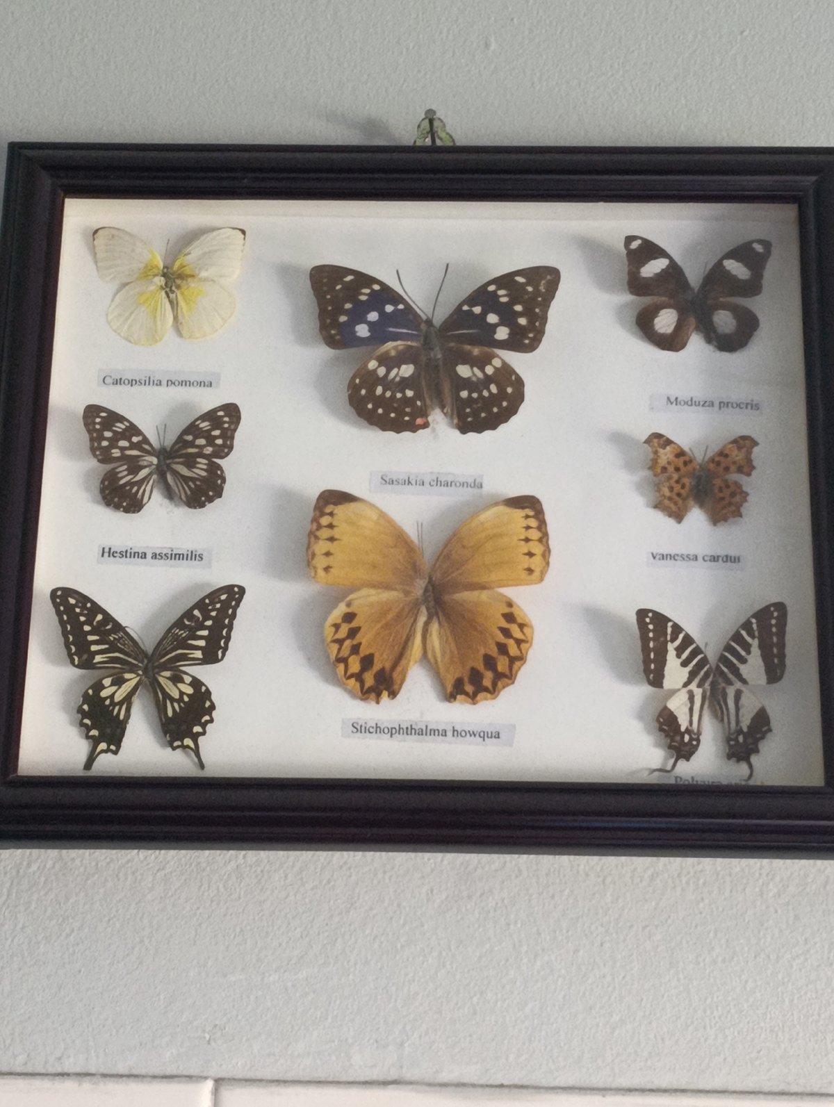 Butterfly motifs indoors and rooftops under blue sky in Setúbal