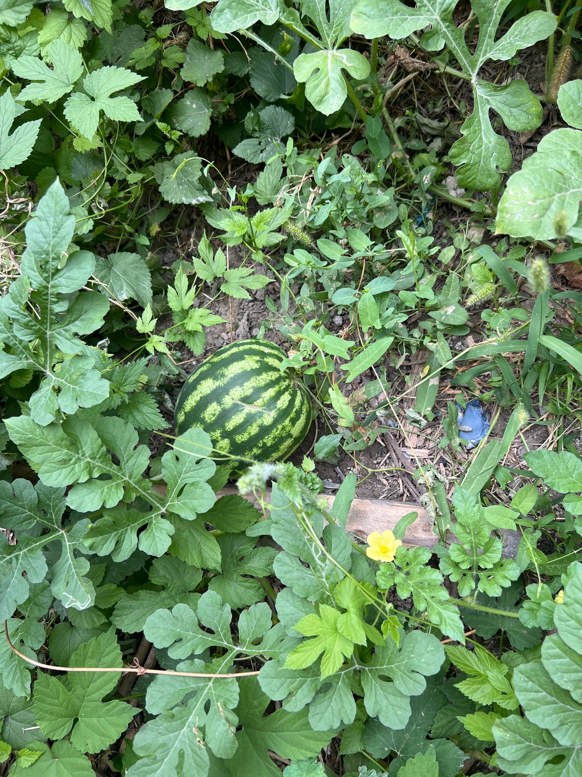 Kittens, a watermelon, and backyard greenery on a quiet morning