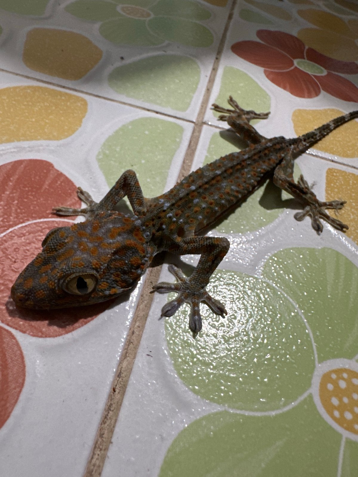 Tropical wildlife encounters in Koh Phangan accommodation