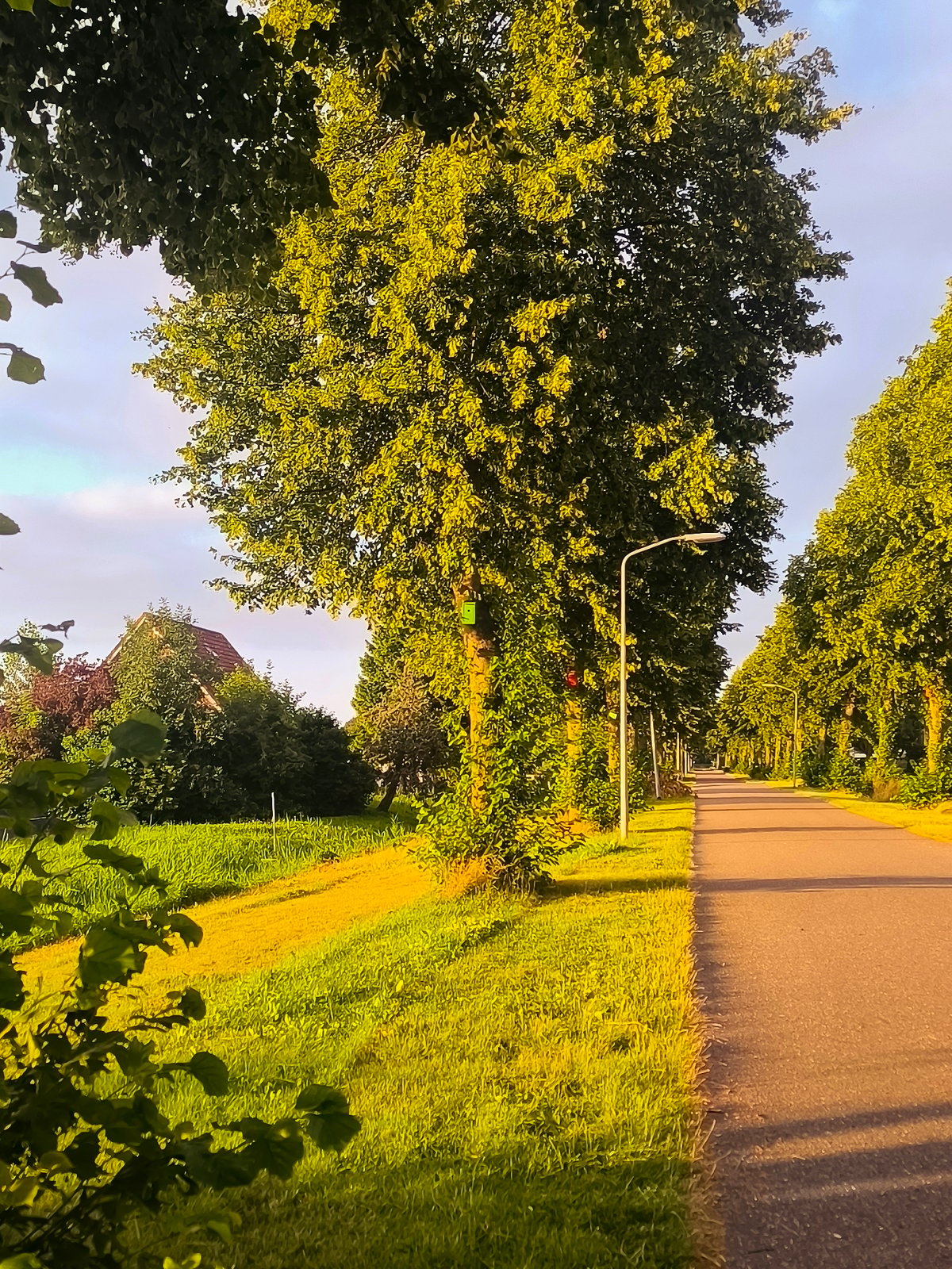 Almere at golden hour: suburban streets, gardens, and a horse ride