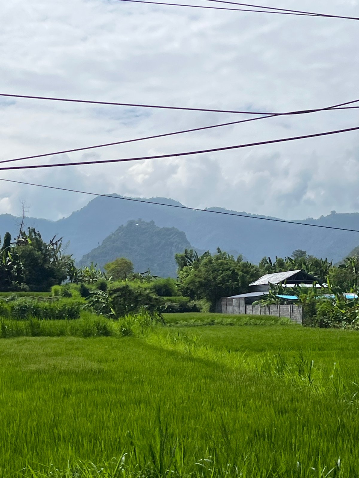 Rice paddies, temple hilltops, and shaded roads in Dawan, Bali