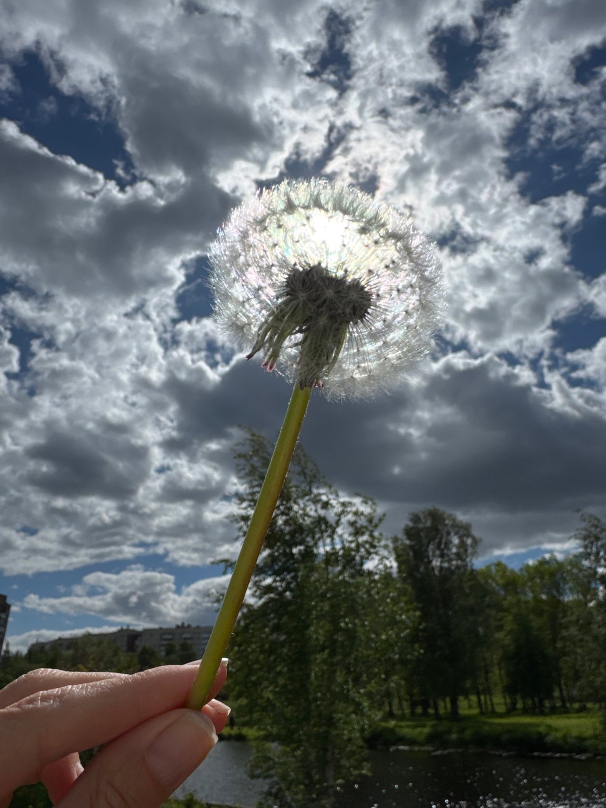 Woman with dandelions photographed in Saint Petersburg park