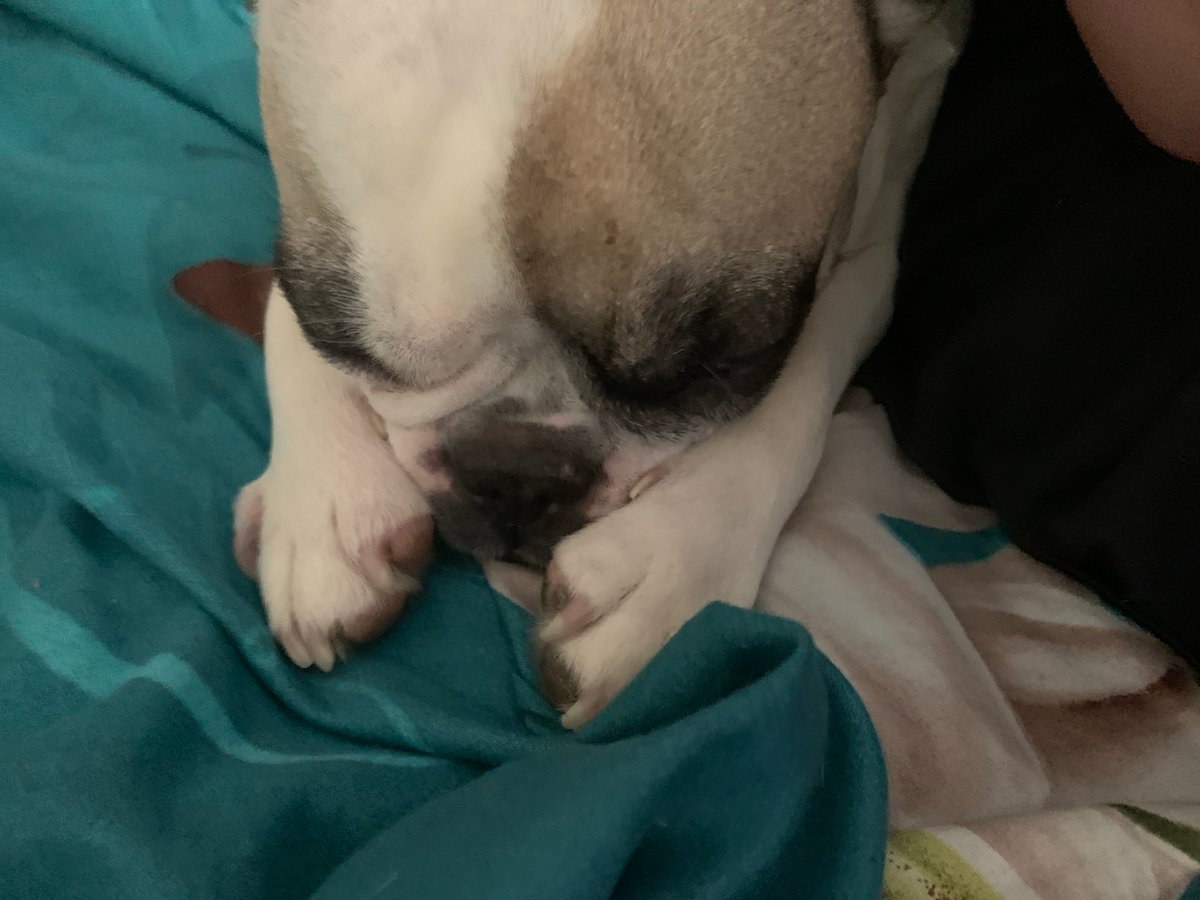 French Bulldog sleeps peacefully on bed in Sofia