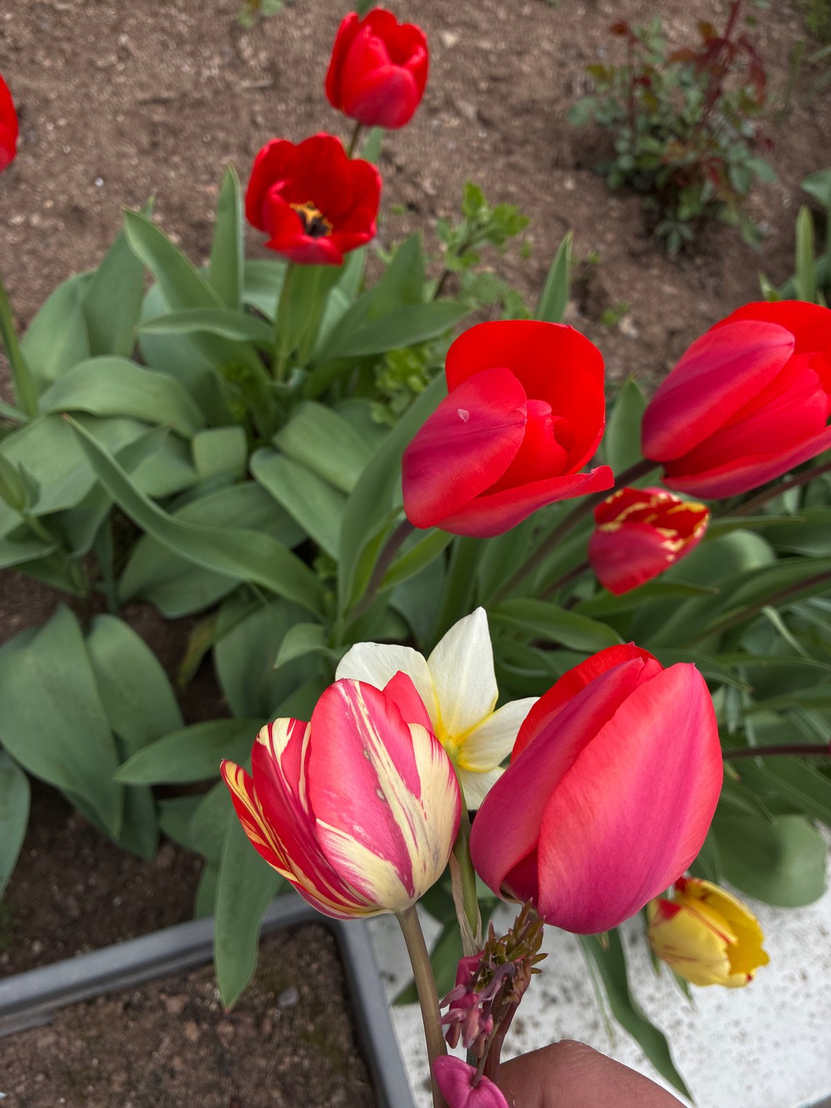 Colorful tulips bloom in Bulgarian garden