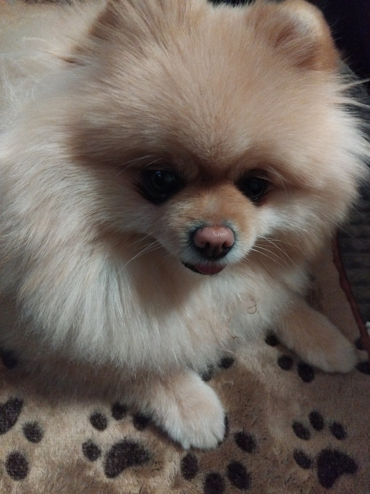 Pomeranian dog rests on paw-print blanket in Apriltsi