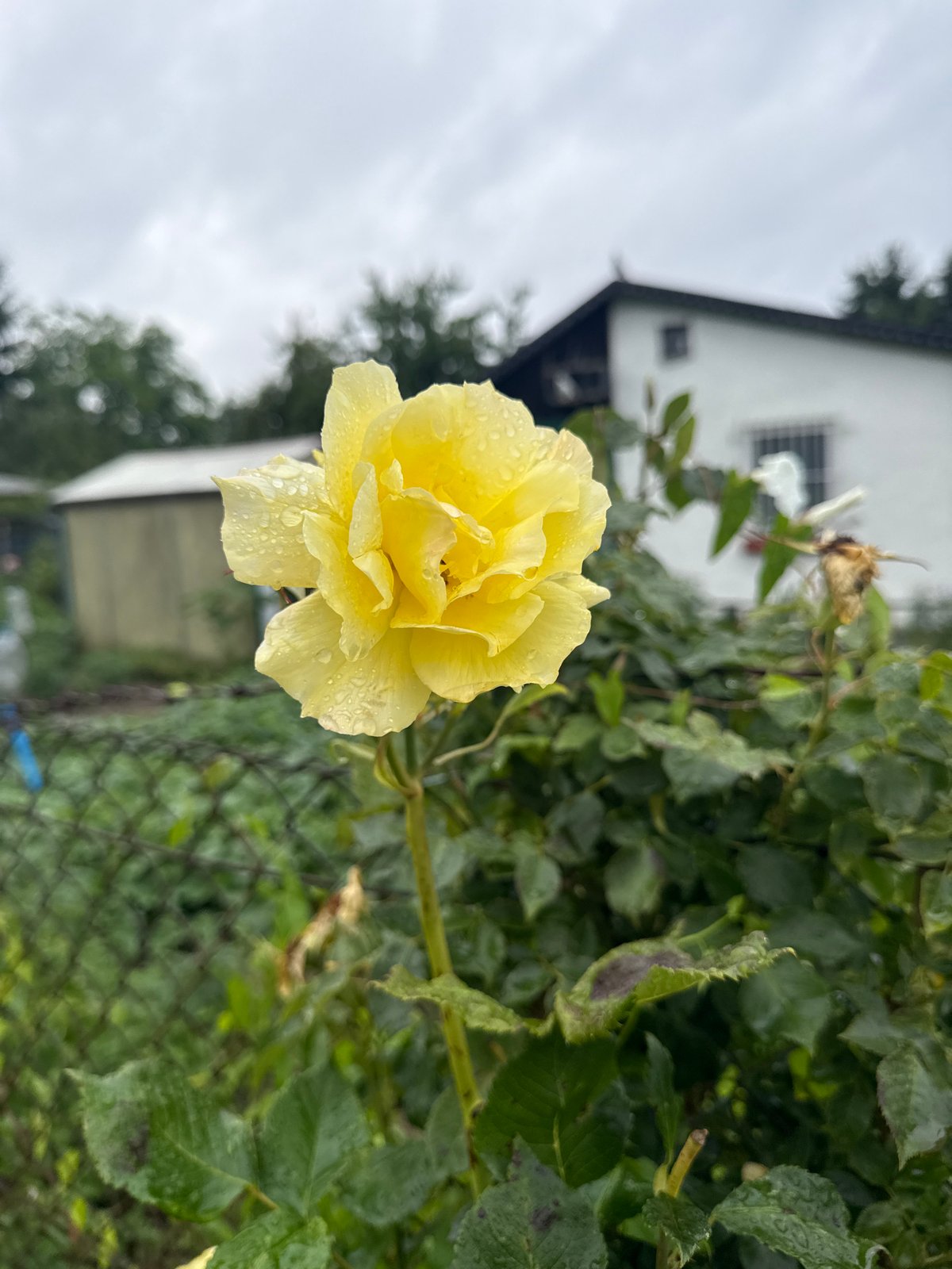 Rain-soaked flora and quiet streets in summer Szczecin