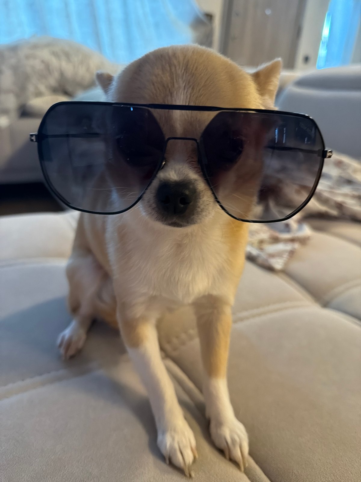 Dogs wearing sunglasses photographed in Bulgarian village