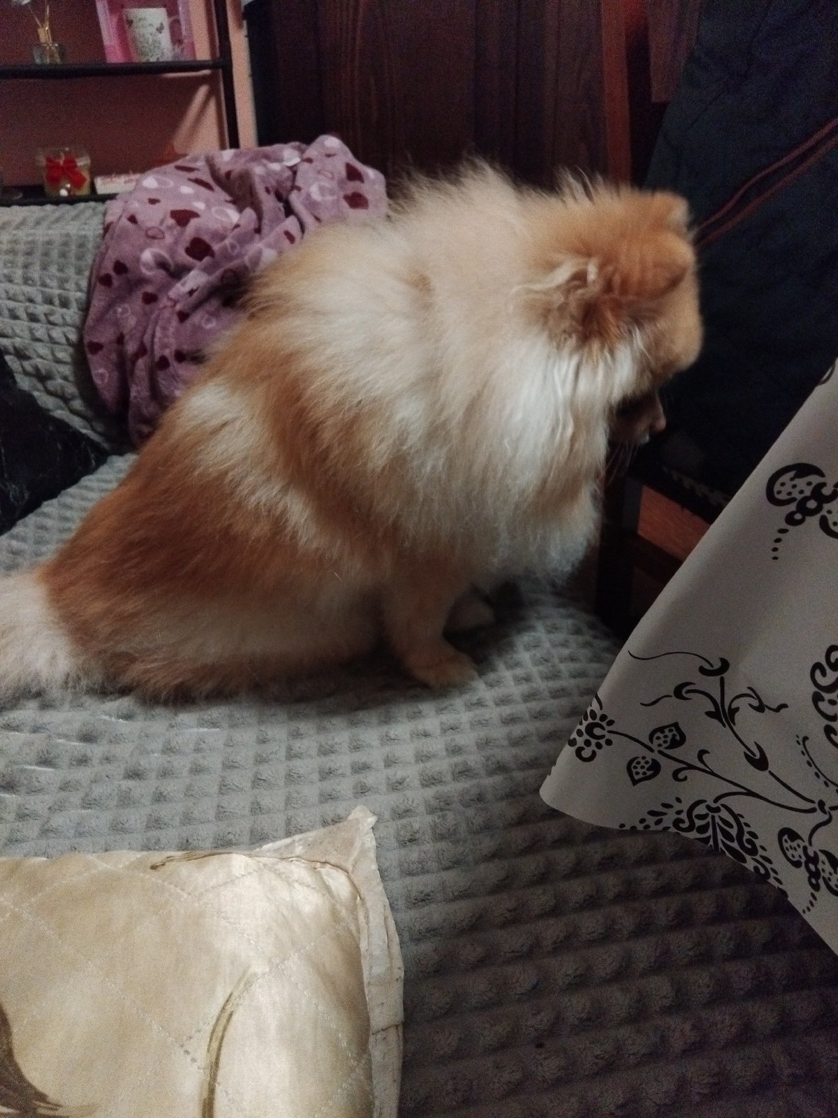 Pomeranian dog rests on bedding in Bulgarian home