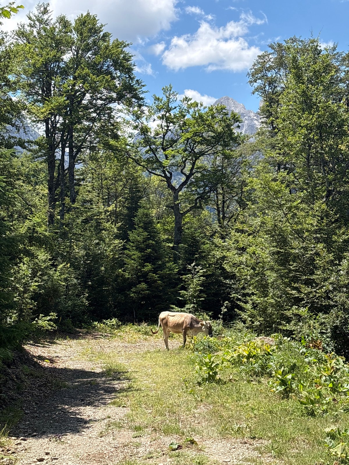 Cows grazing in a mountain forest clearing, Montenegro