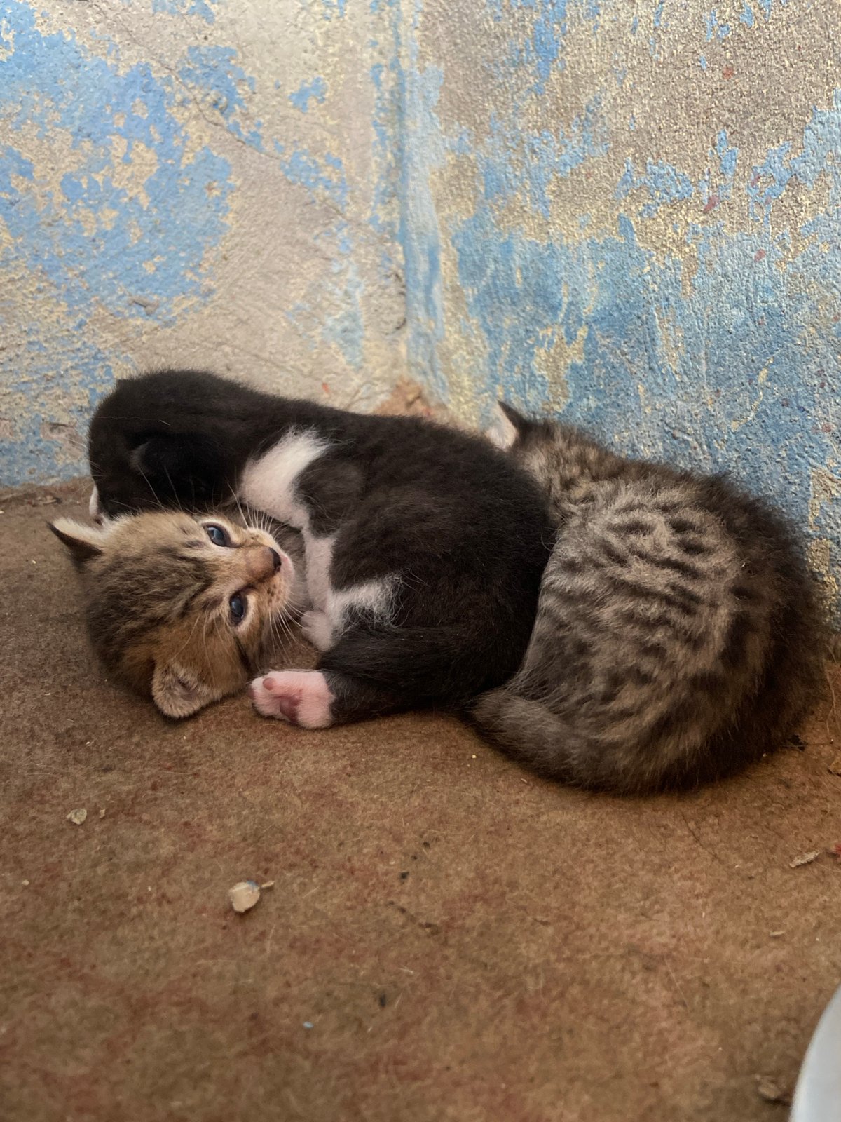 Kittens and tamandua spotted in Los Velásquez, Venezuela