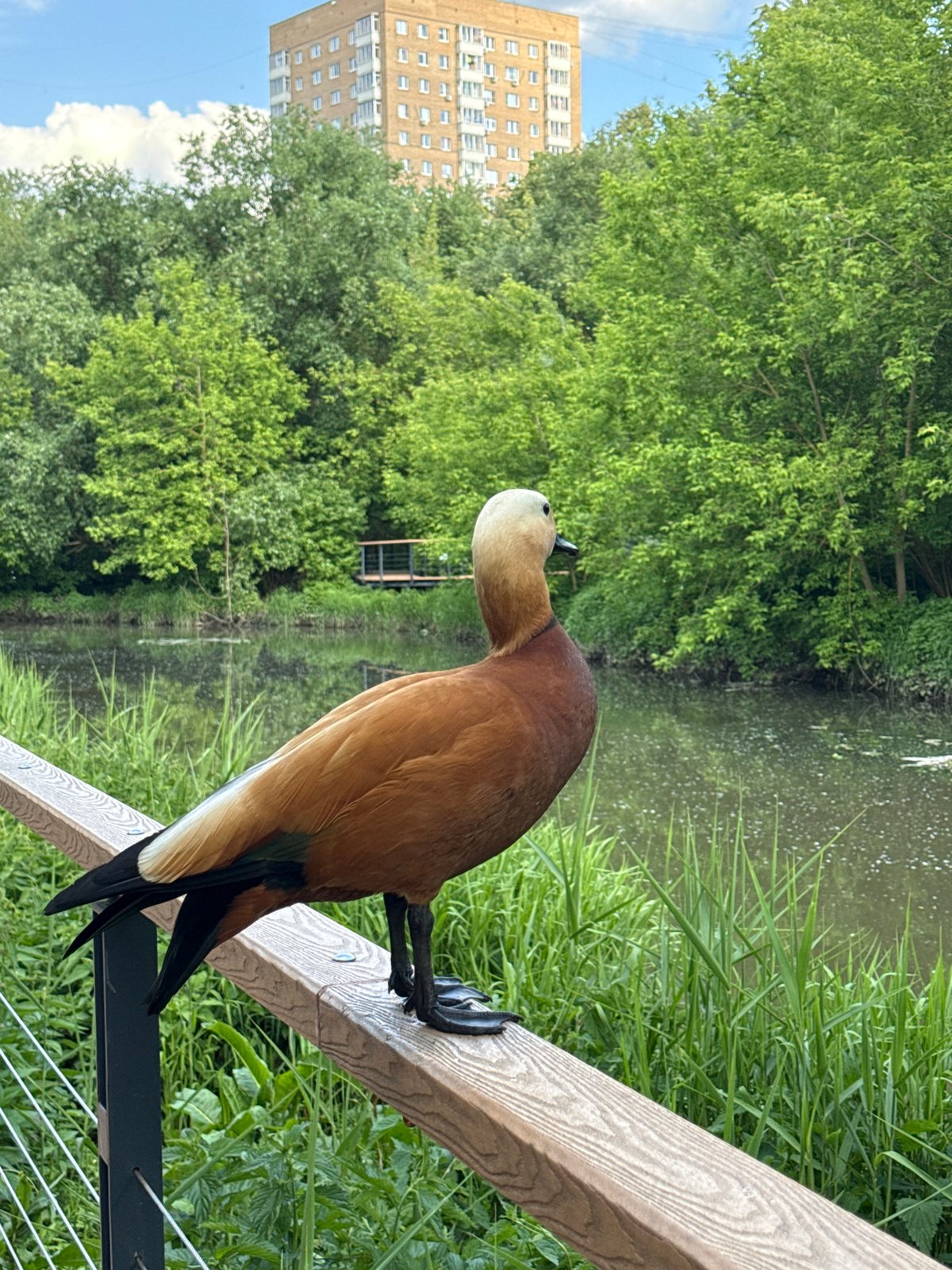 Ruddy Shelducks spotted on park railings in Moscow