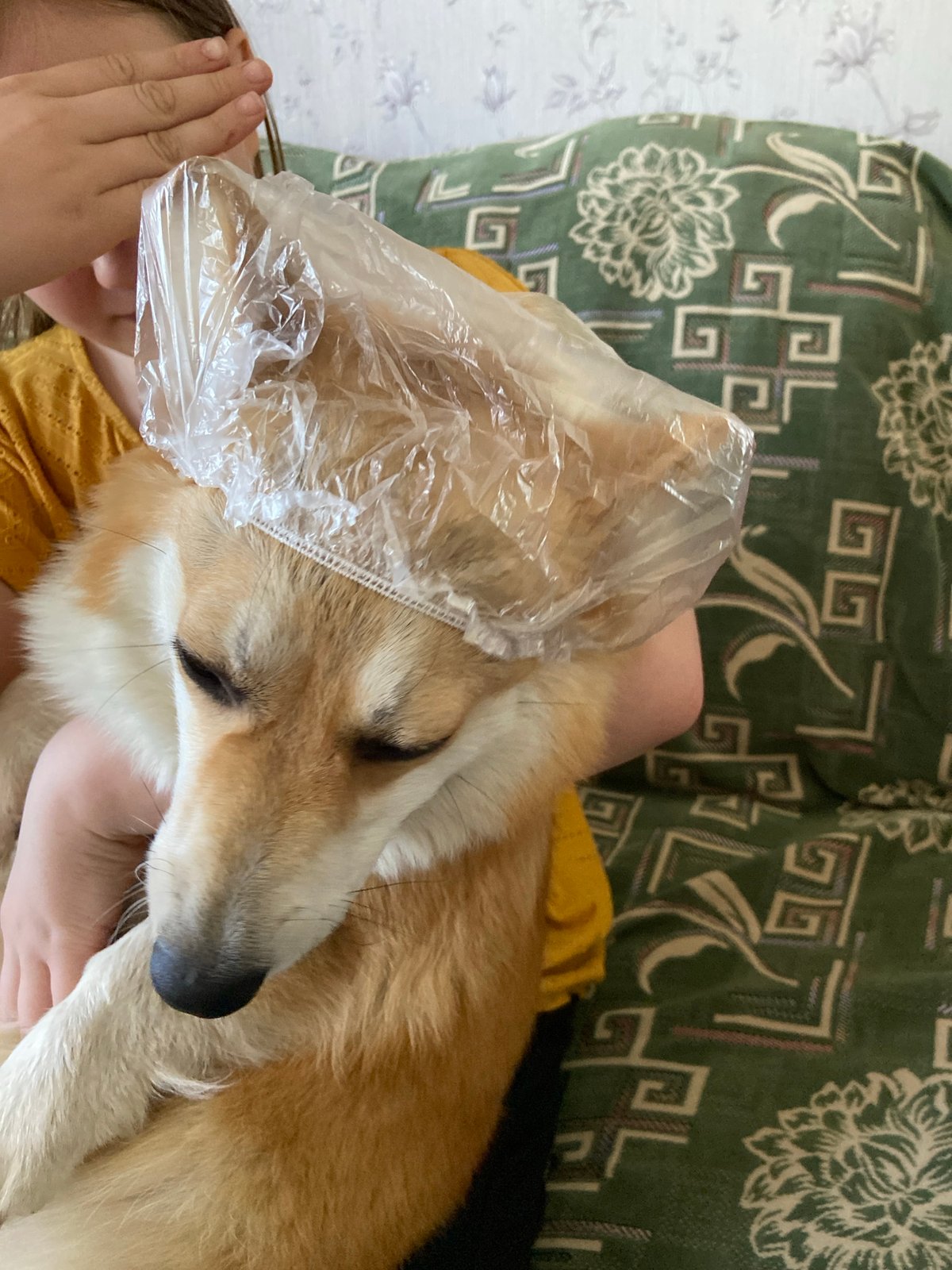 Corgi wearing plastic bag observed on person's lap in Russia