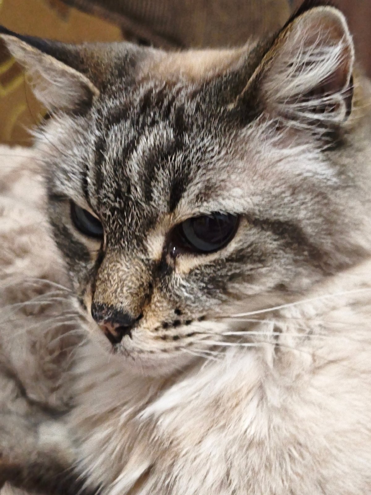 Cat photographed resting on blanket in Sevastopol
