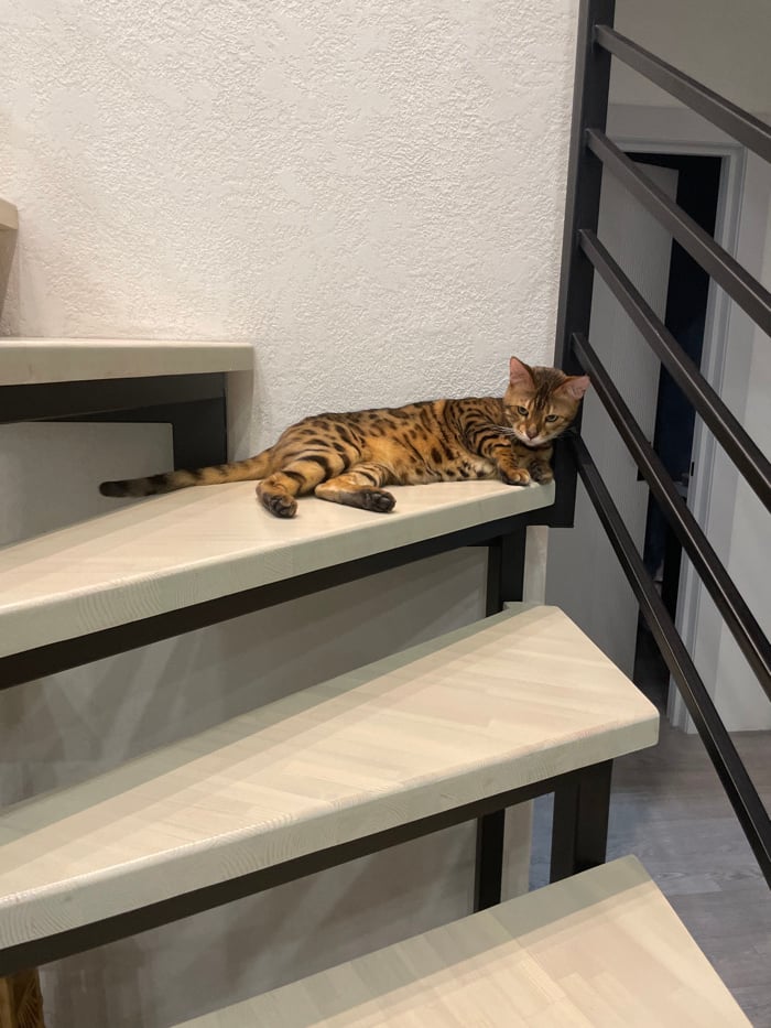 Family moments with Bengal cat documented in Izhevsk homes