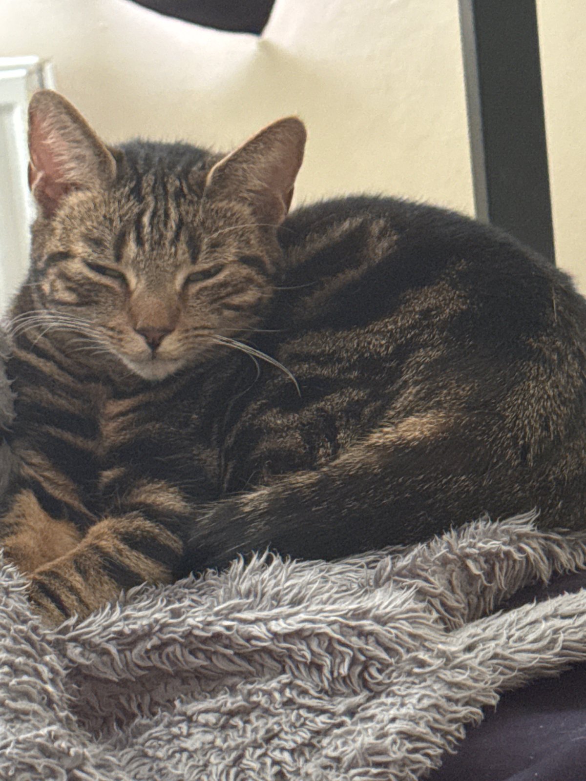 Tabby cat spotted in multiple locations around Desborough