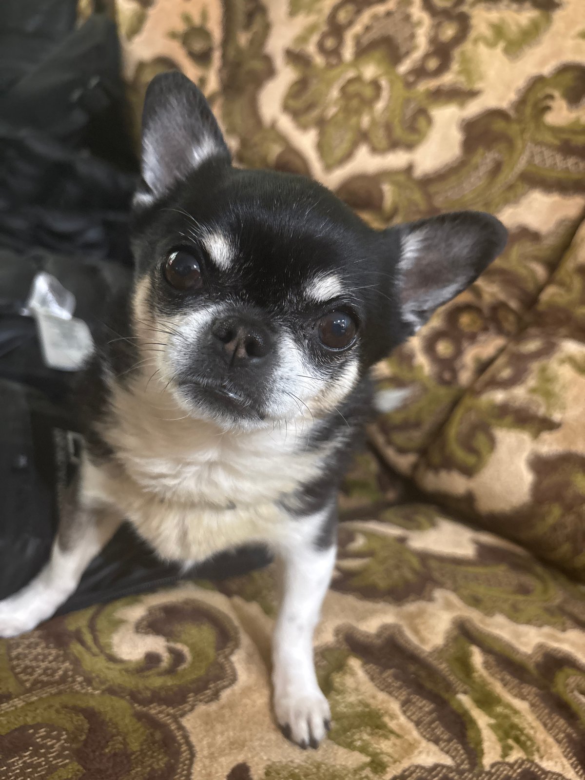 Quiet Sunday morning with Chihuahua in Kitka, Bulgaria