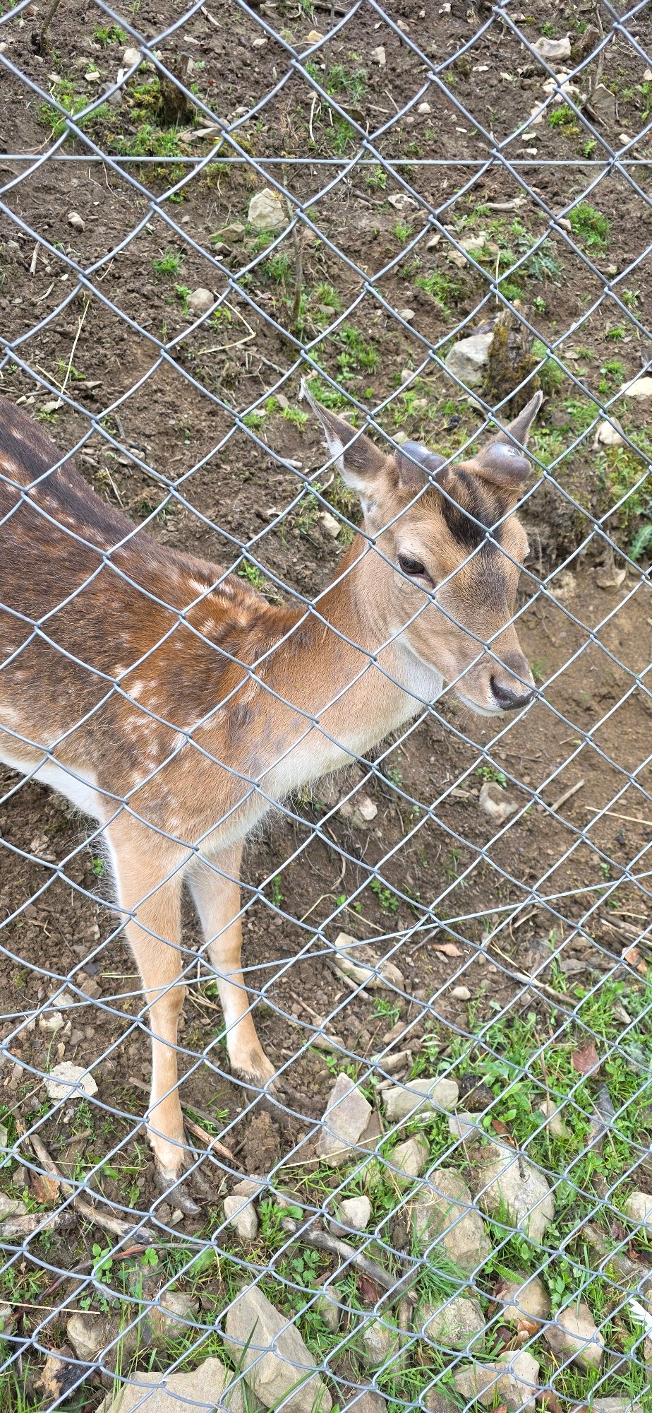 Young deer observed feeding in Polianytsia enclosure