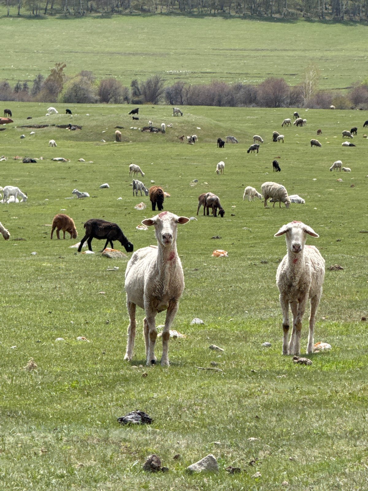 Sheep flock grazes in sunlit pastures near Semenovka, Kyrgyzstan