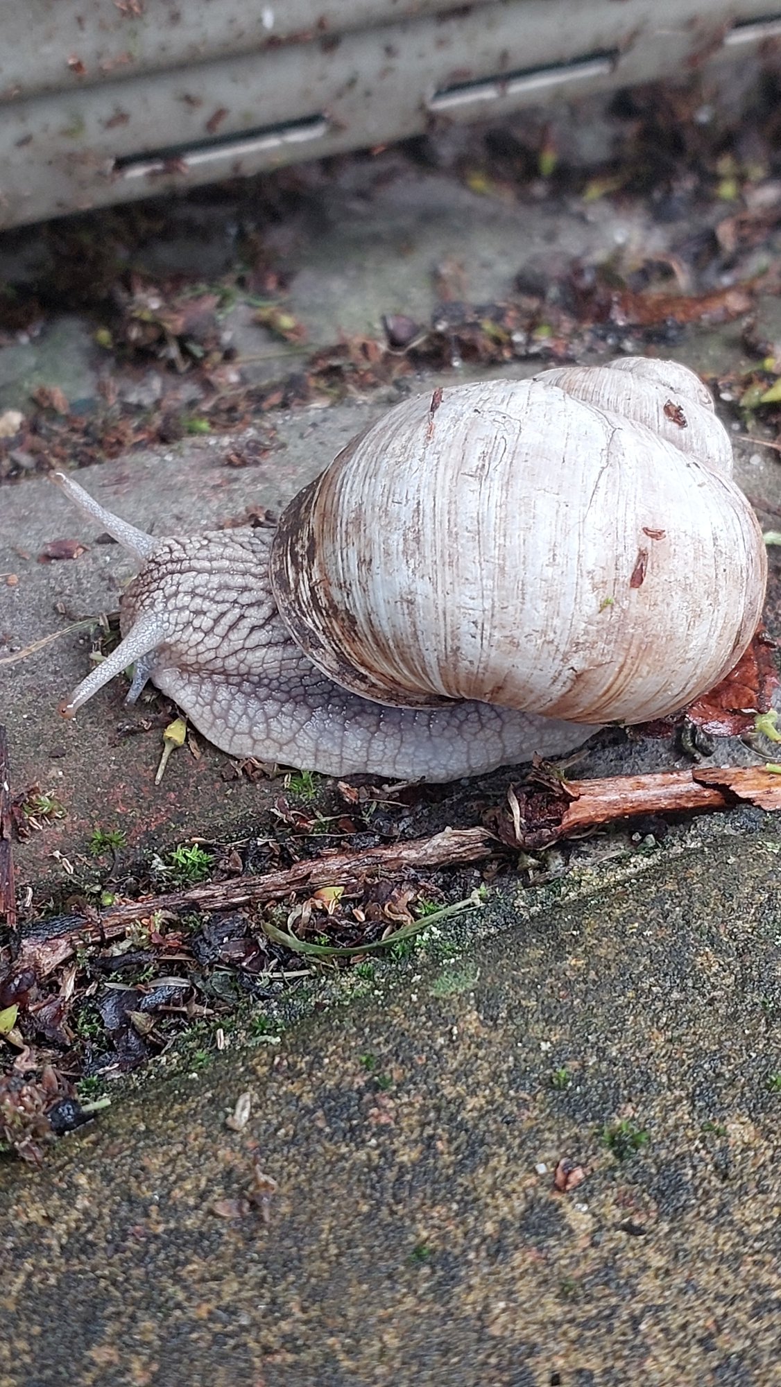 Up-close with garden snails: shells, surfaces, and slow movement