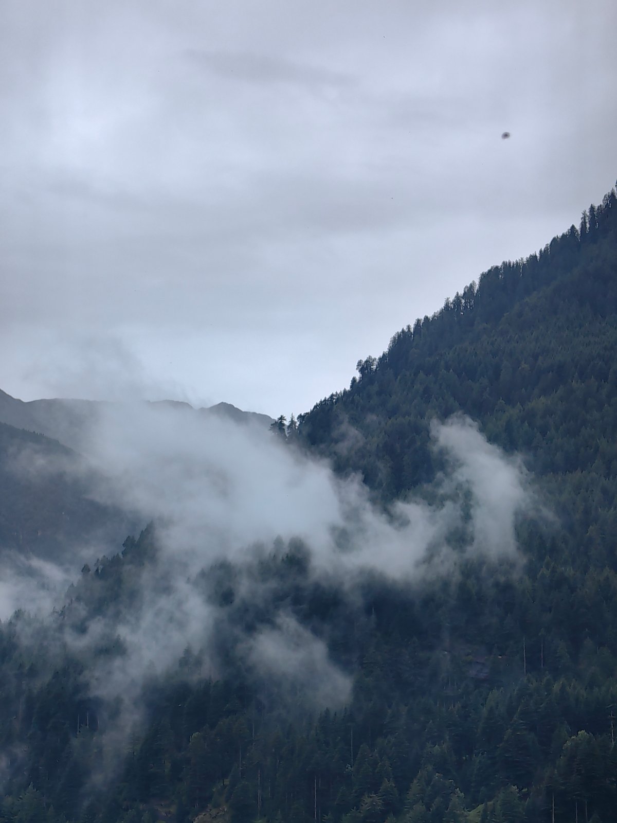 Fog drifts through pine-covered slopes above Vashisht