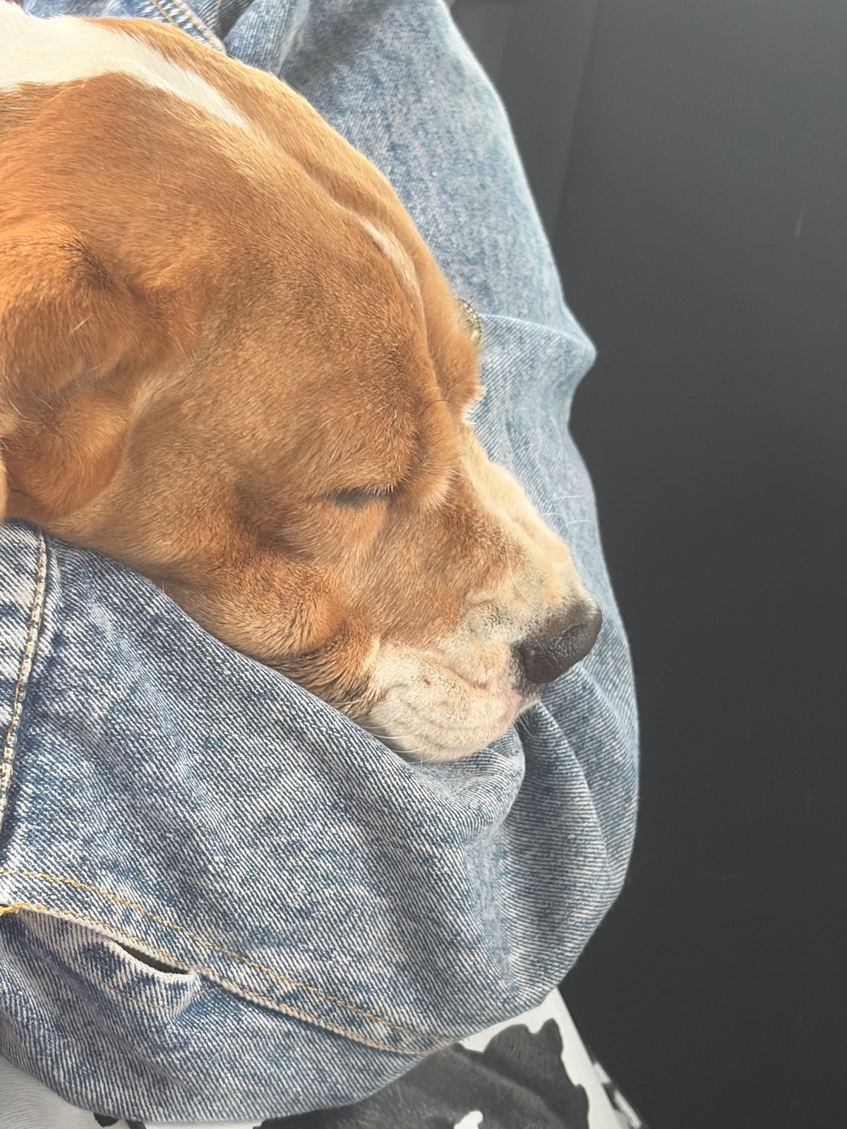 Dog sleeps peacefully on owner's lap in Markovo