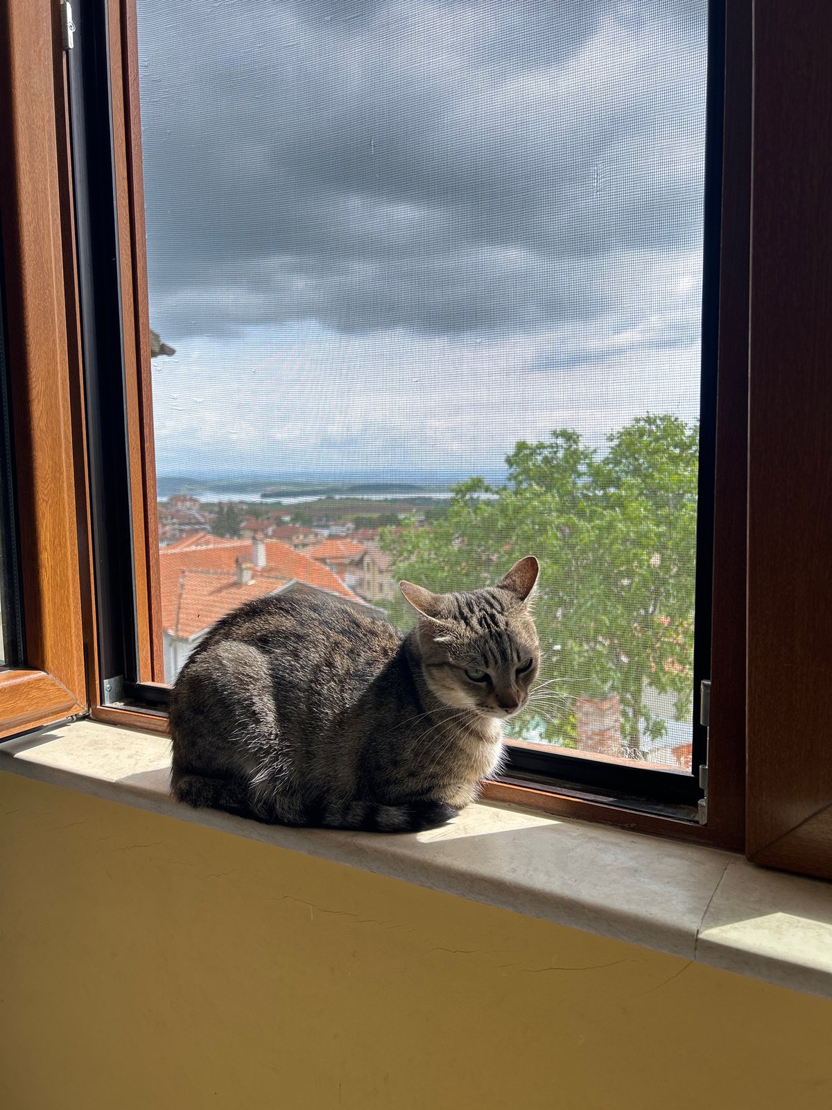 Tabby cat spotted on windowsill overlooking Burgas Bay