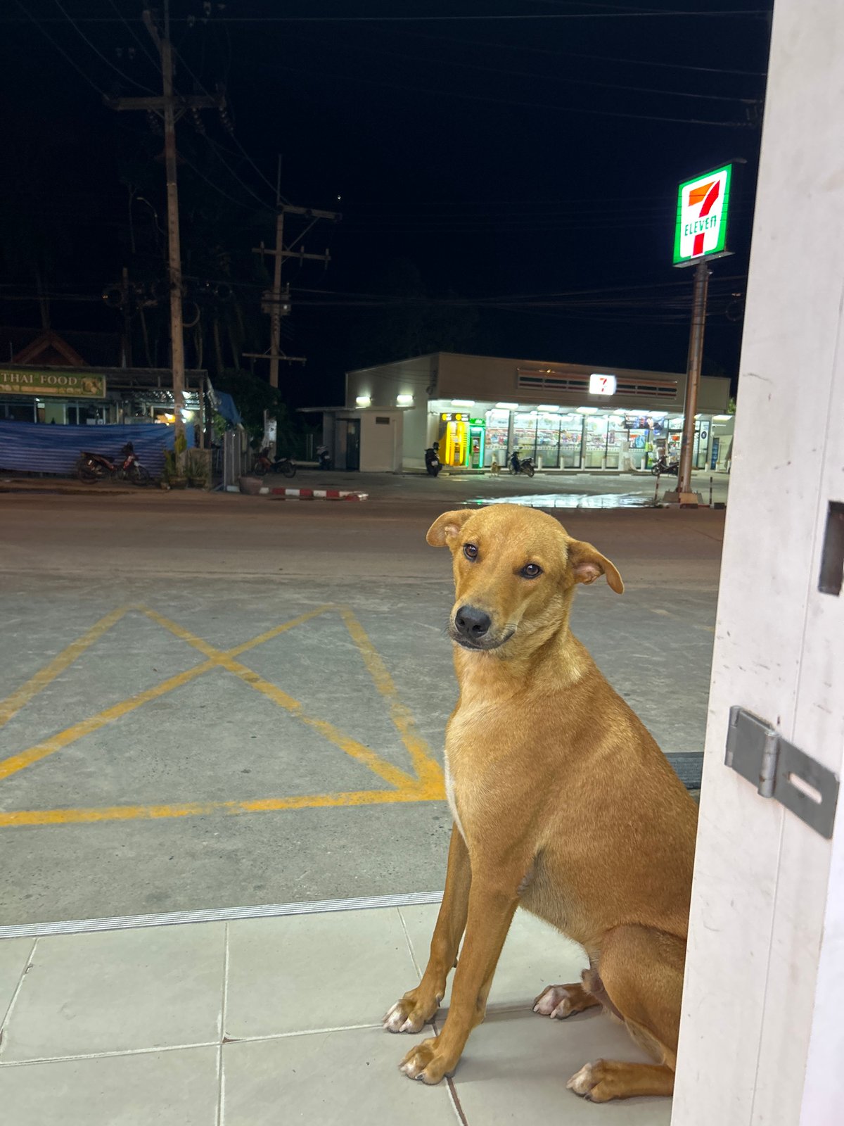 Dog spends time around convenience store in Koh Phangan
