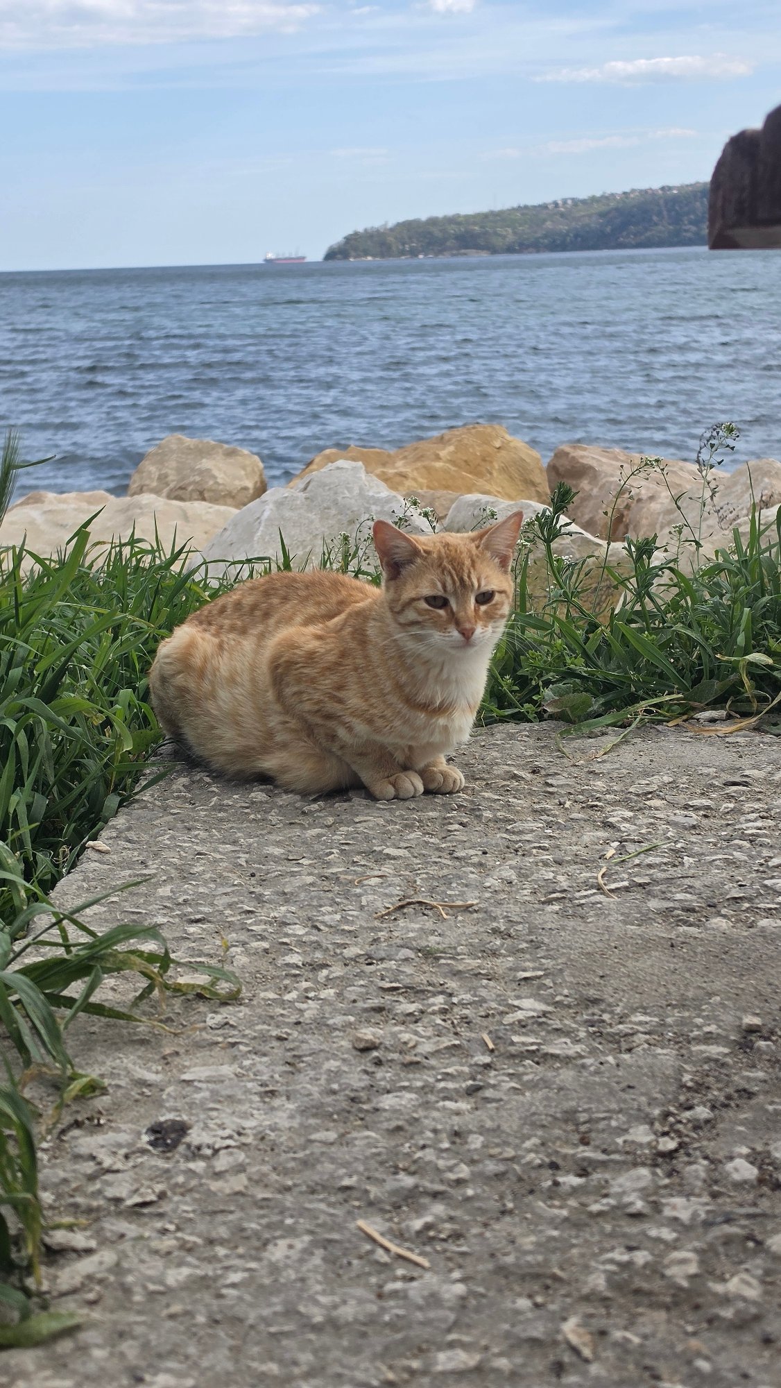 Cat rests by Black Sea as cargo ship passes Varna