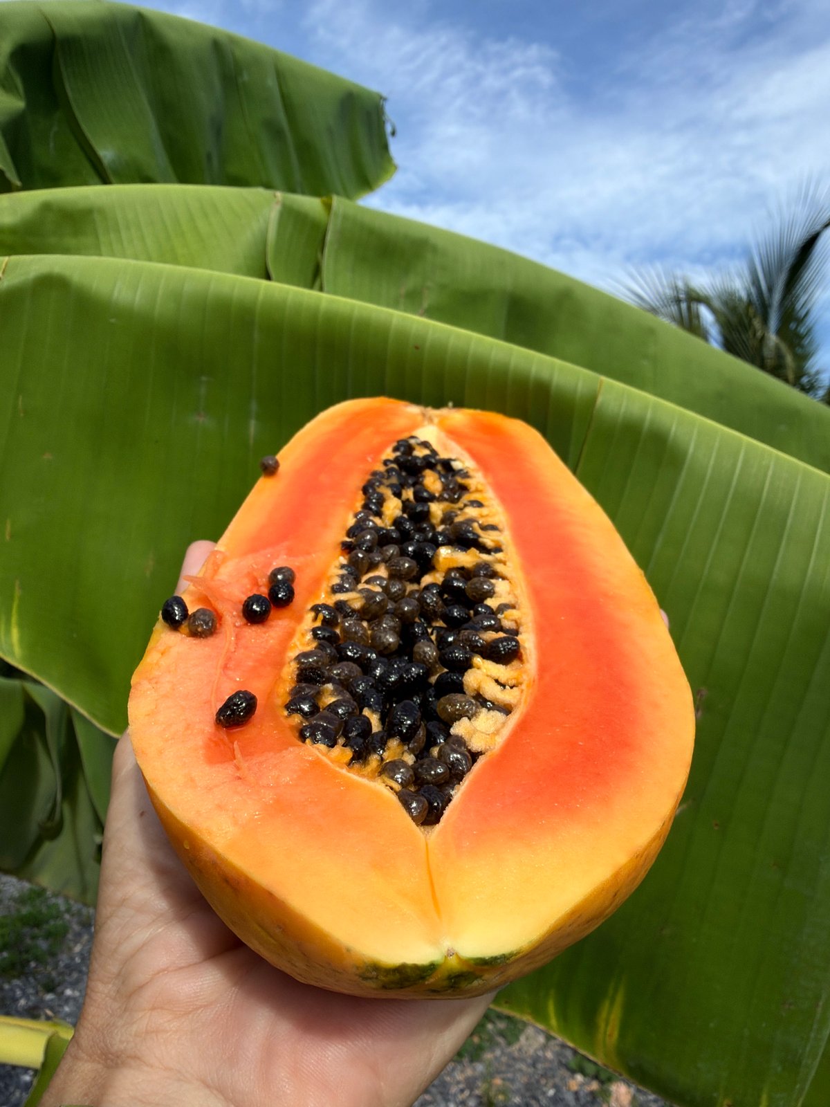 Fresh papaya, up close in Ko Samui