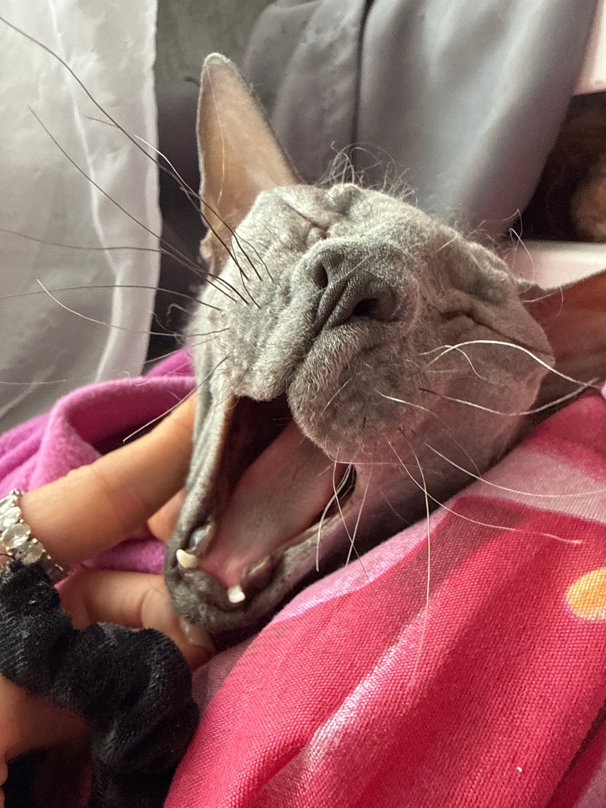 Woman shares tender moment with Sphynx cat in Votkinsk