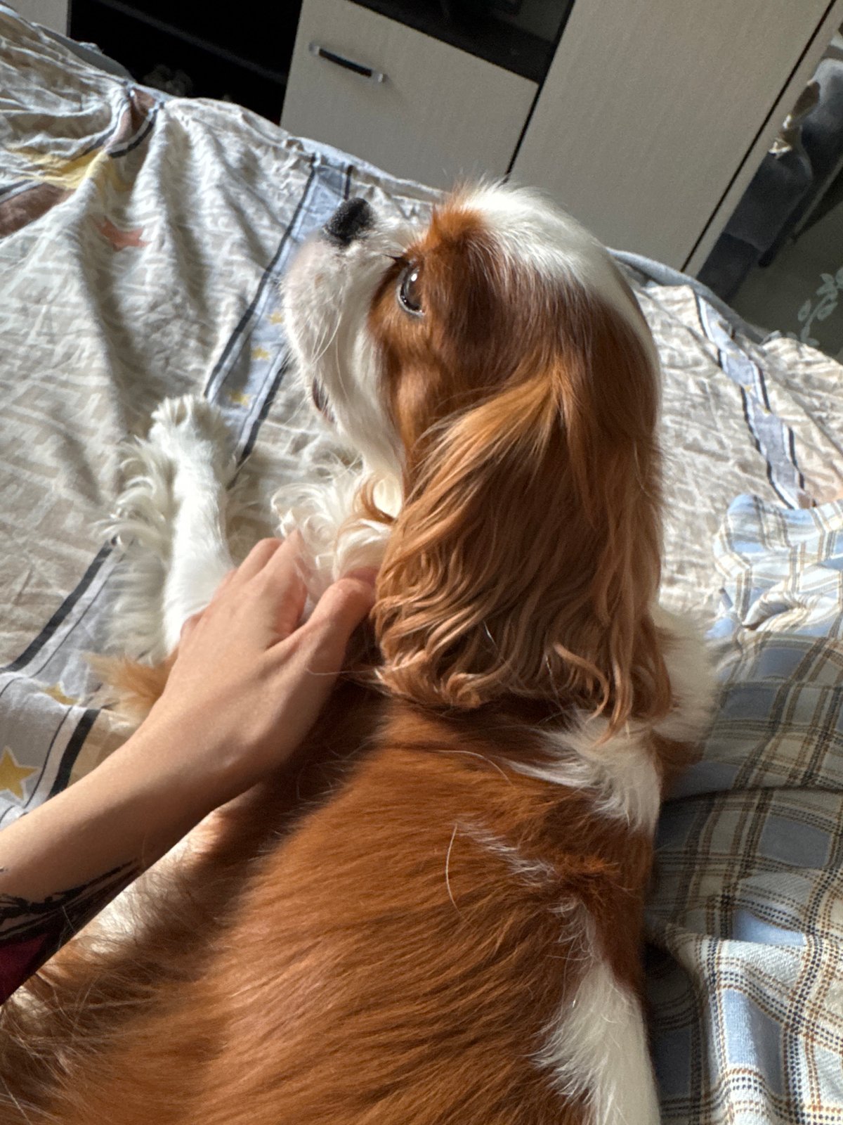 Cavalier King Charles Spaniel chilling at home, fully at ease