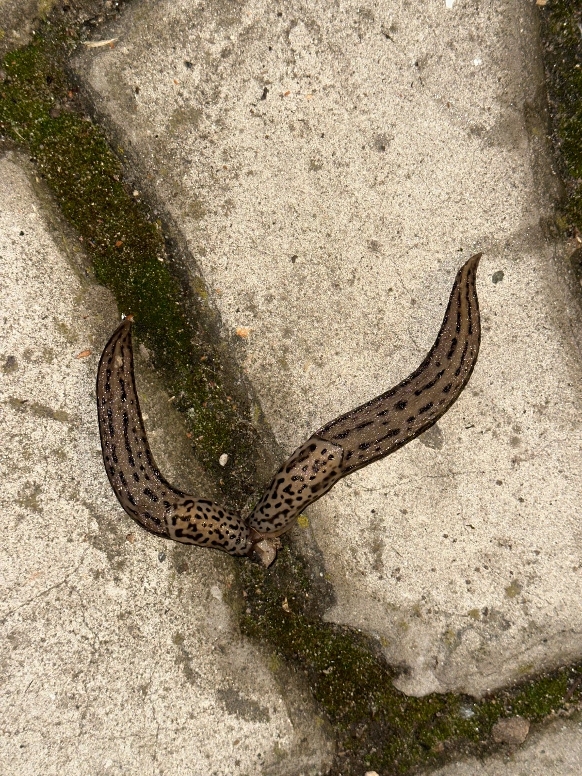 Ordinary moments captured in Nizhny Novgorod: slugs, fires, saunas