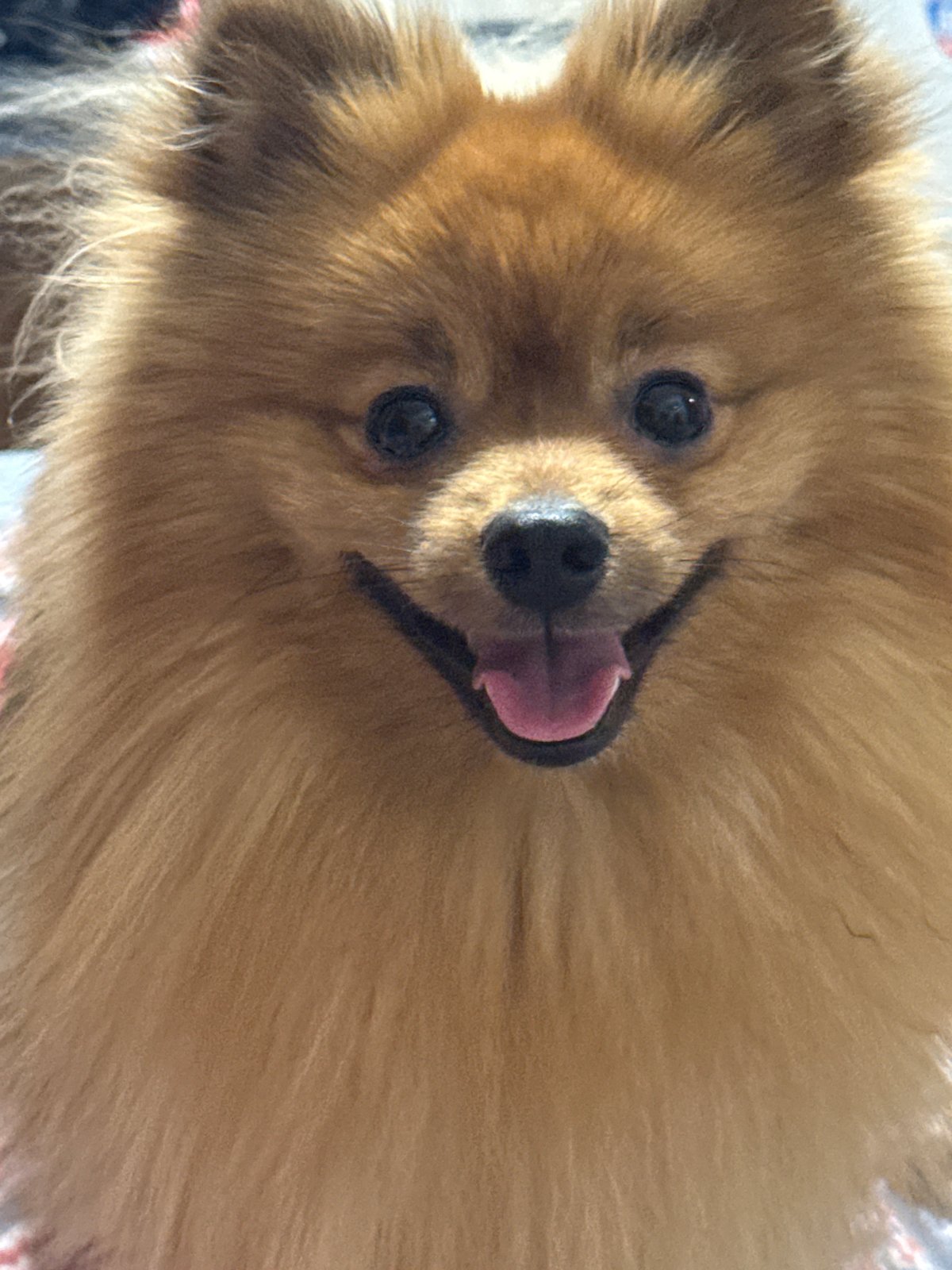Pomeranian Dog Captured in Multiple Indoor Positions Over 12 Minutes
