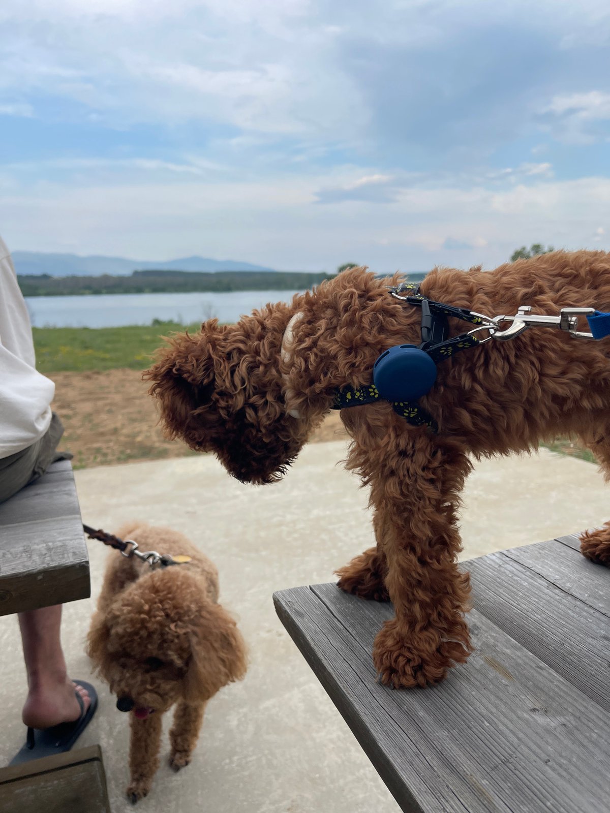 Woman enjoys afternoon outing with dog at Bulgarian reservoir