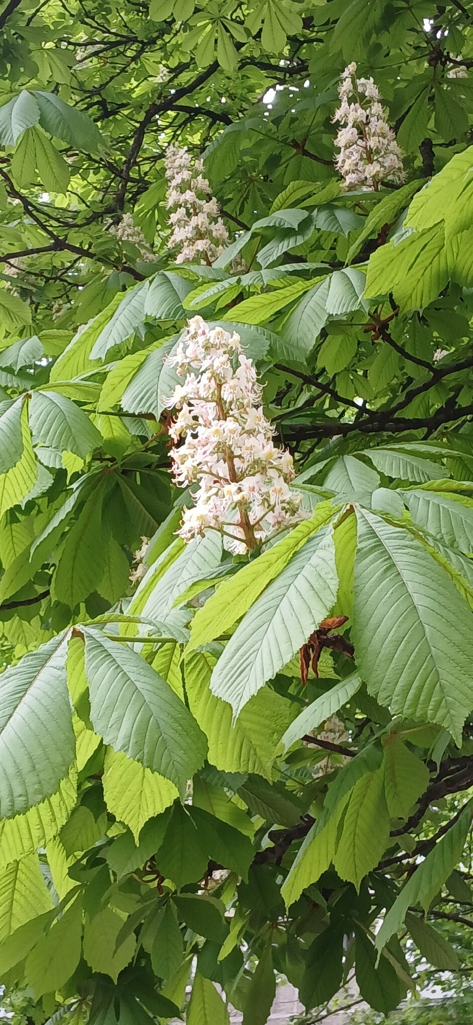 Horse chestnut tree blooms with white flowers in Riga