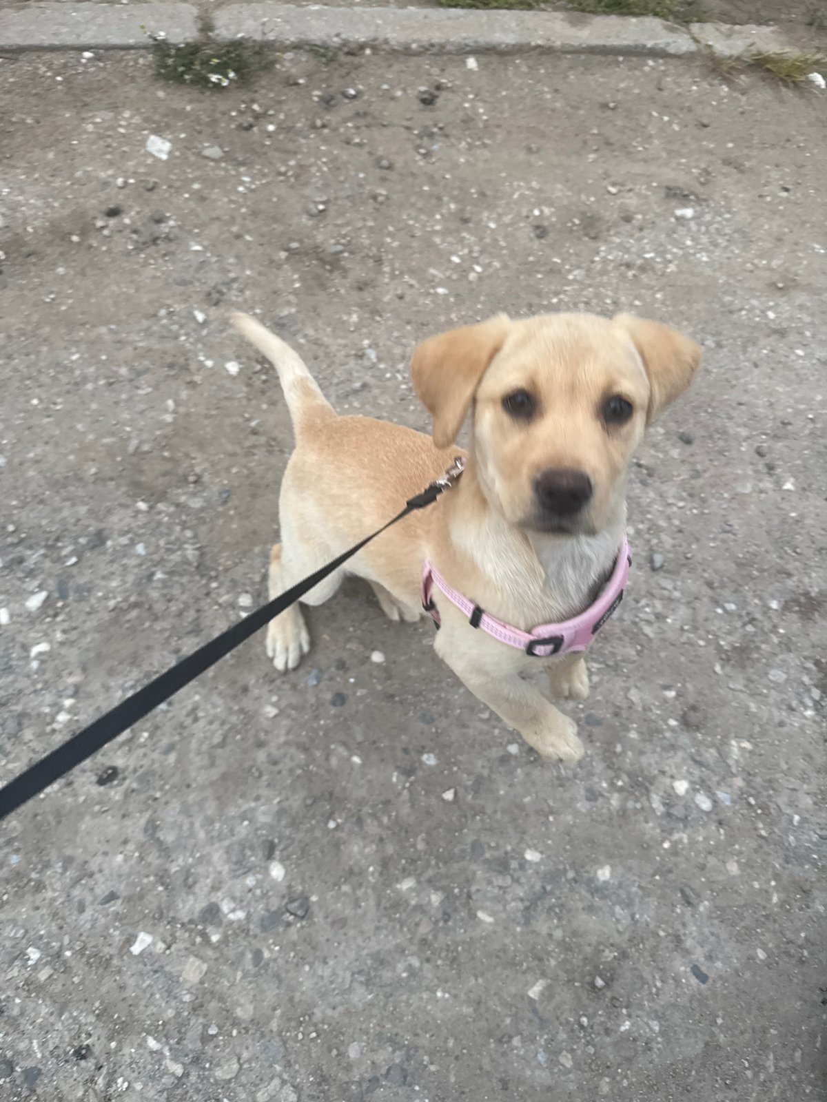 Puppy in pink harness spotted on leash in Bulgaria