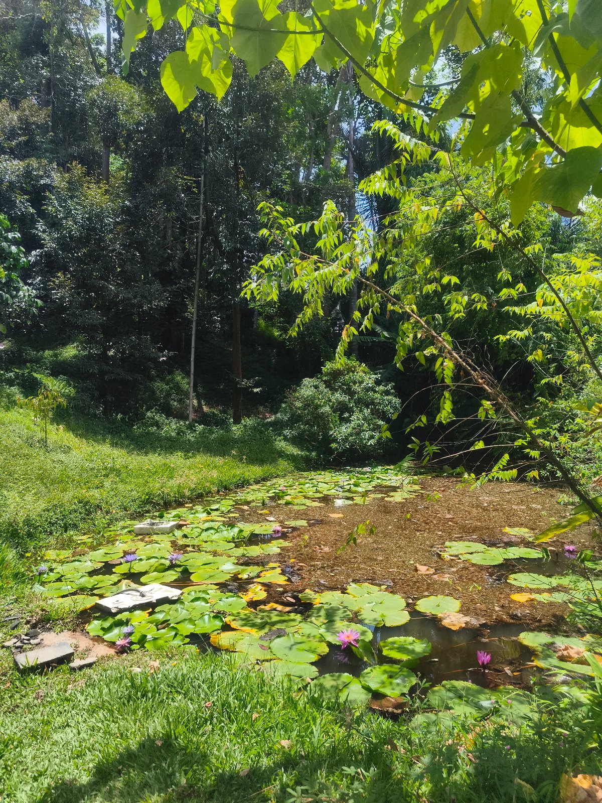 Morning scenes of tropical Baan Mae Nam village documented