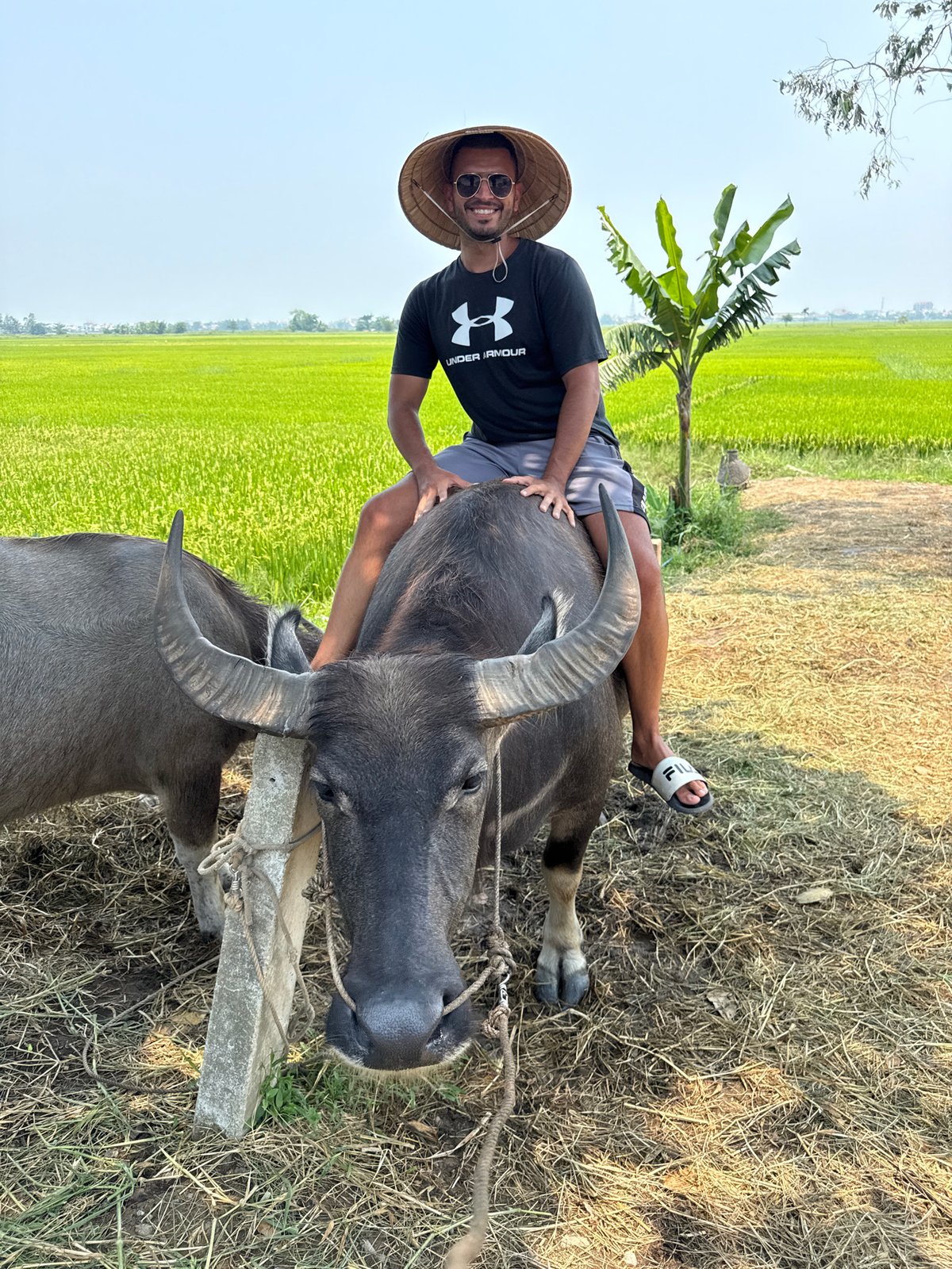 Man rides water buffalo in Vietnamese rice fields