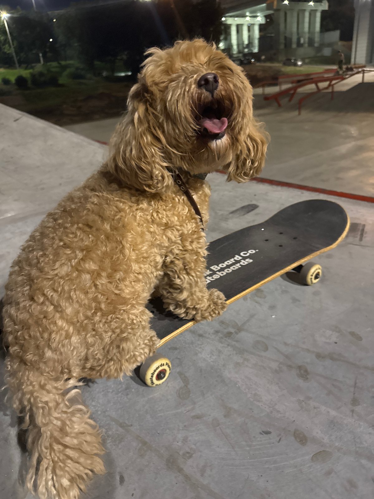 Poodle mix chills on a skateboard at a Saratov skatepark