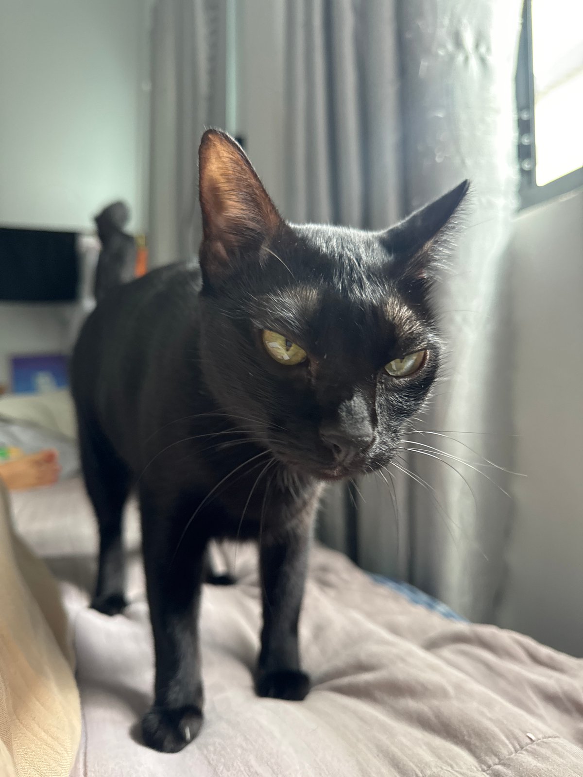 Black cat and bedroom selfies on a Mũi Né morning