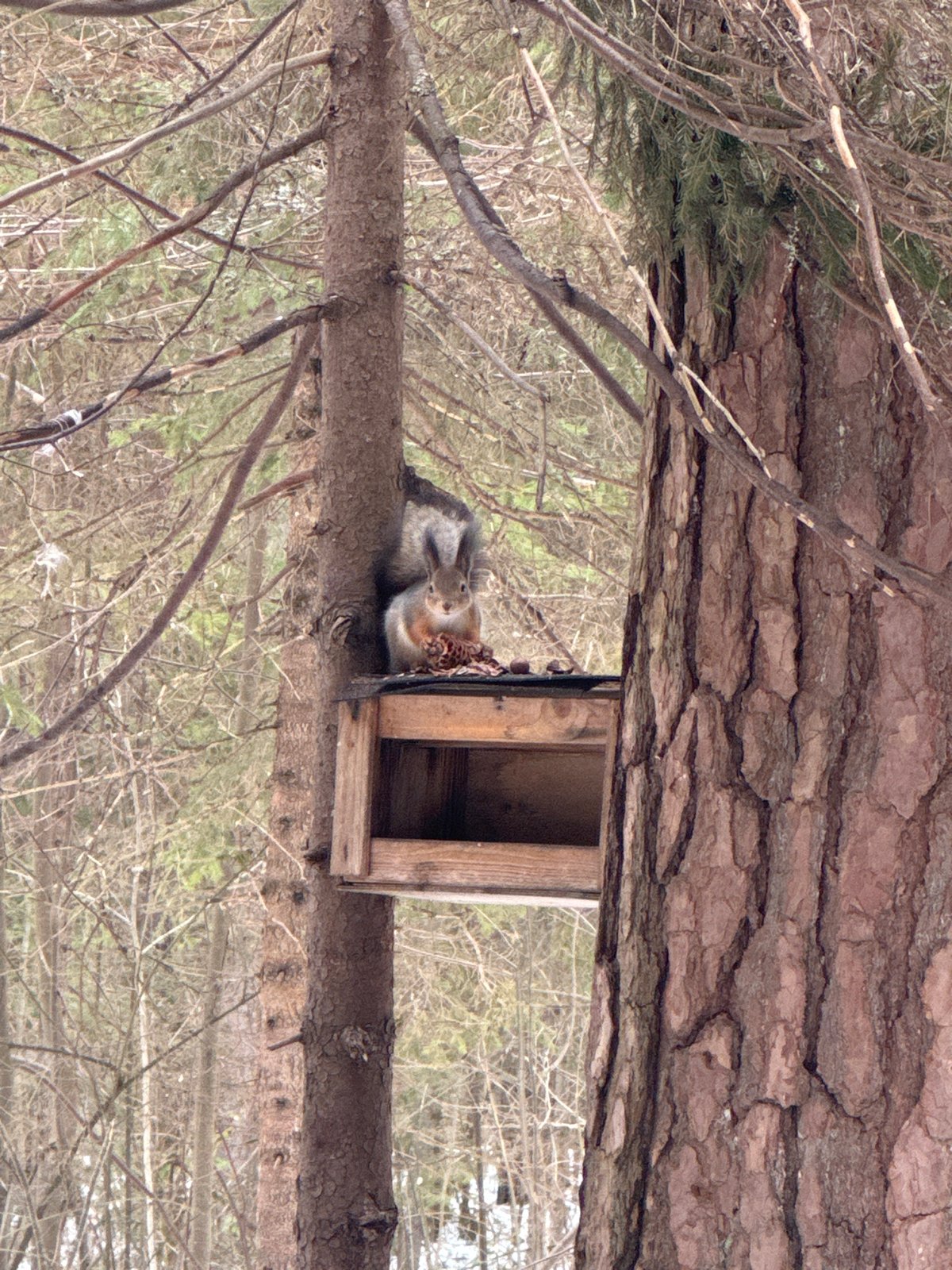 Winter forest walk with squirrel wildlife viewing in Russia