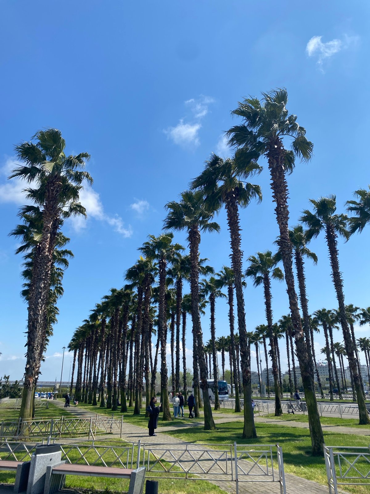 Palm-lined promenade draws pedestrians in Sirius, Russia