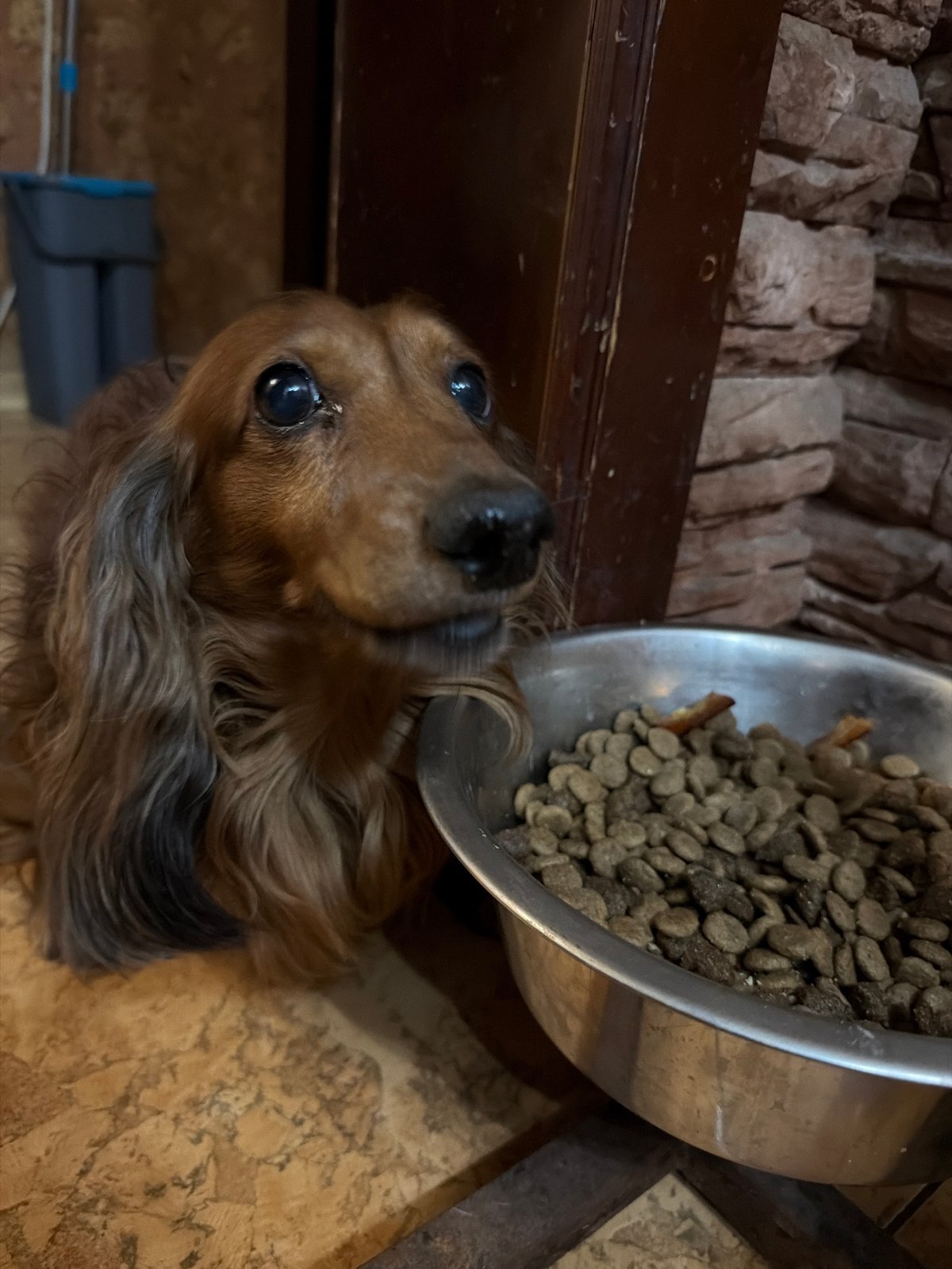 Dogs observed in various indoor settings across Krasnoyarsk