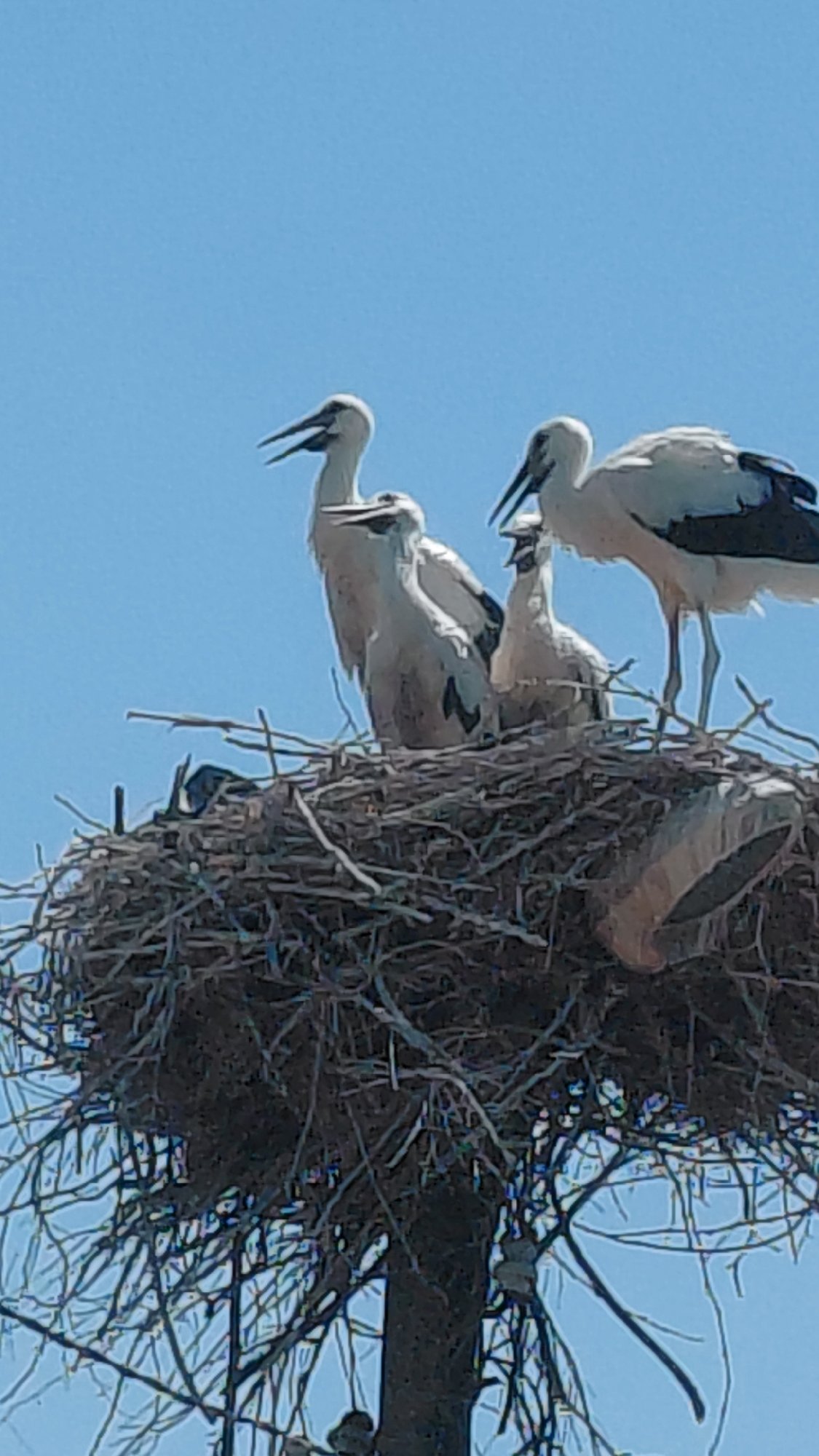 Adult and juvenile storks in a stick nest atop a pole