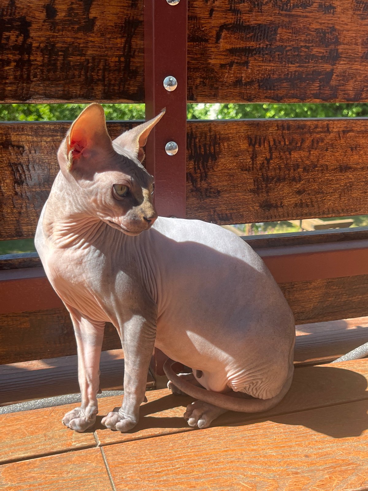 Woman and Sphynx cat enjoy sunny afternoon in Konz