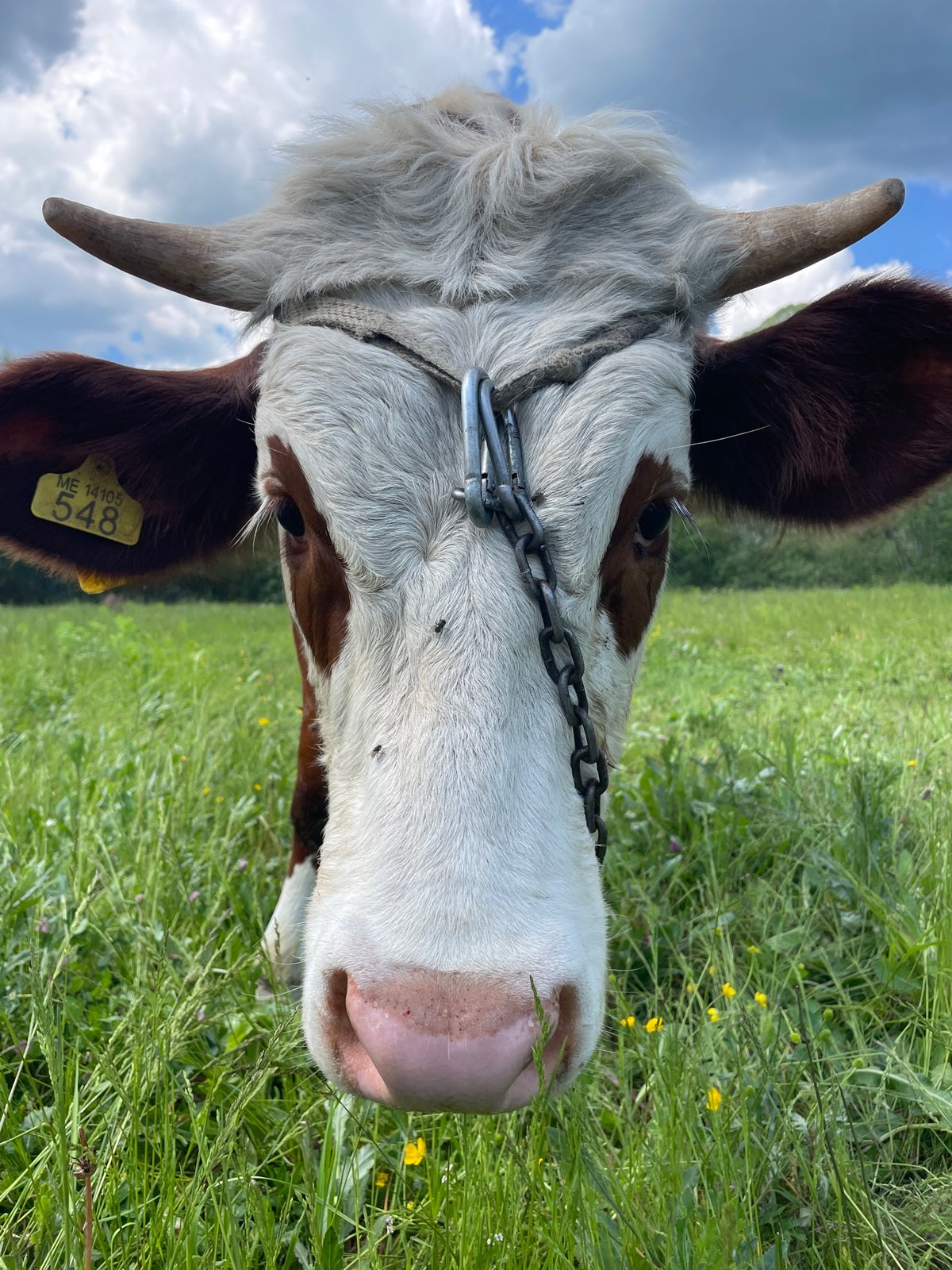 Person photographs and pets cow in Montenegro field